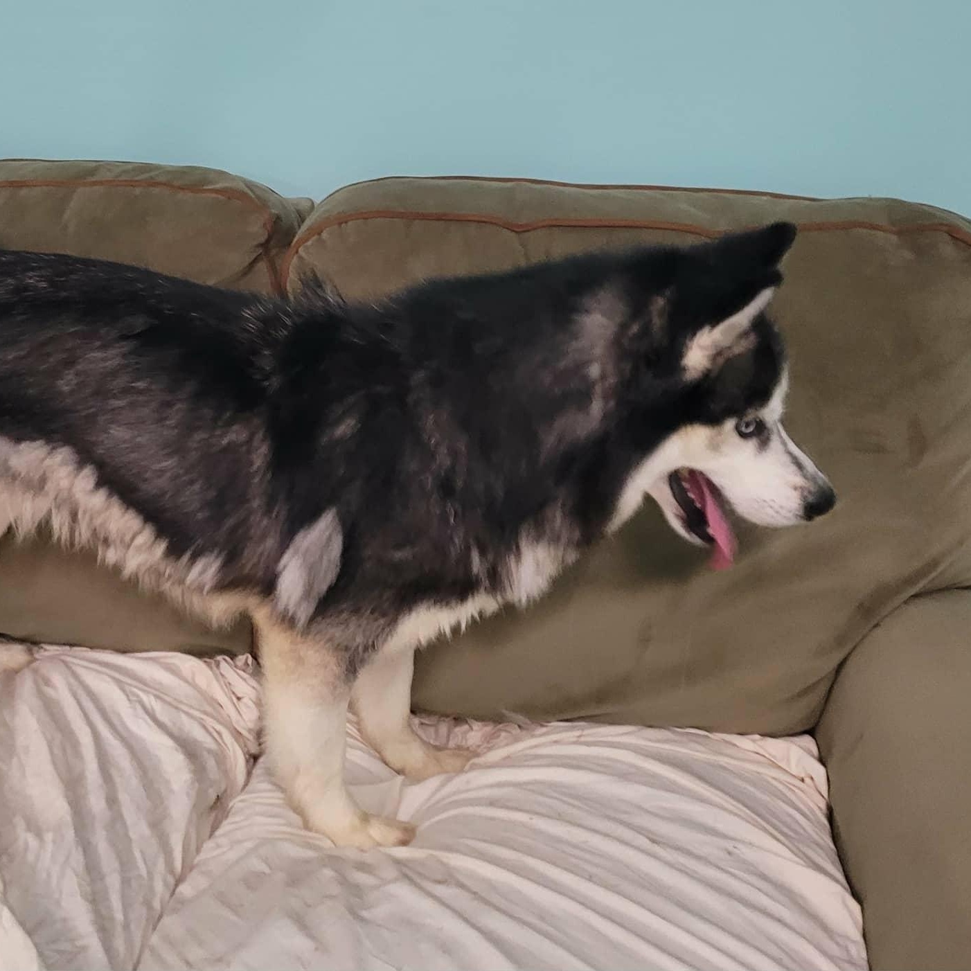 Cody! Handsome Husky Boy!, a Adoptable Husky in Meriden, CT image 6/6