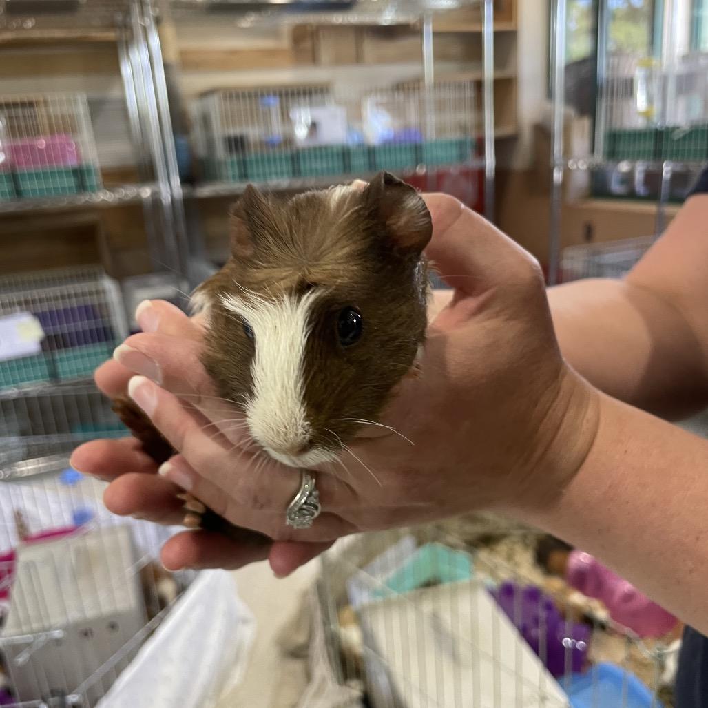 Cowboy, Adoptable, Young Male Guinea Pig.