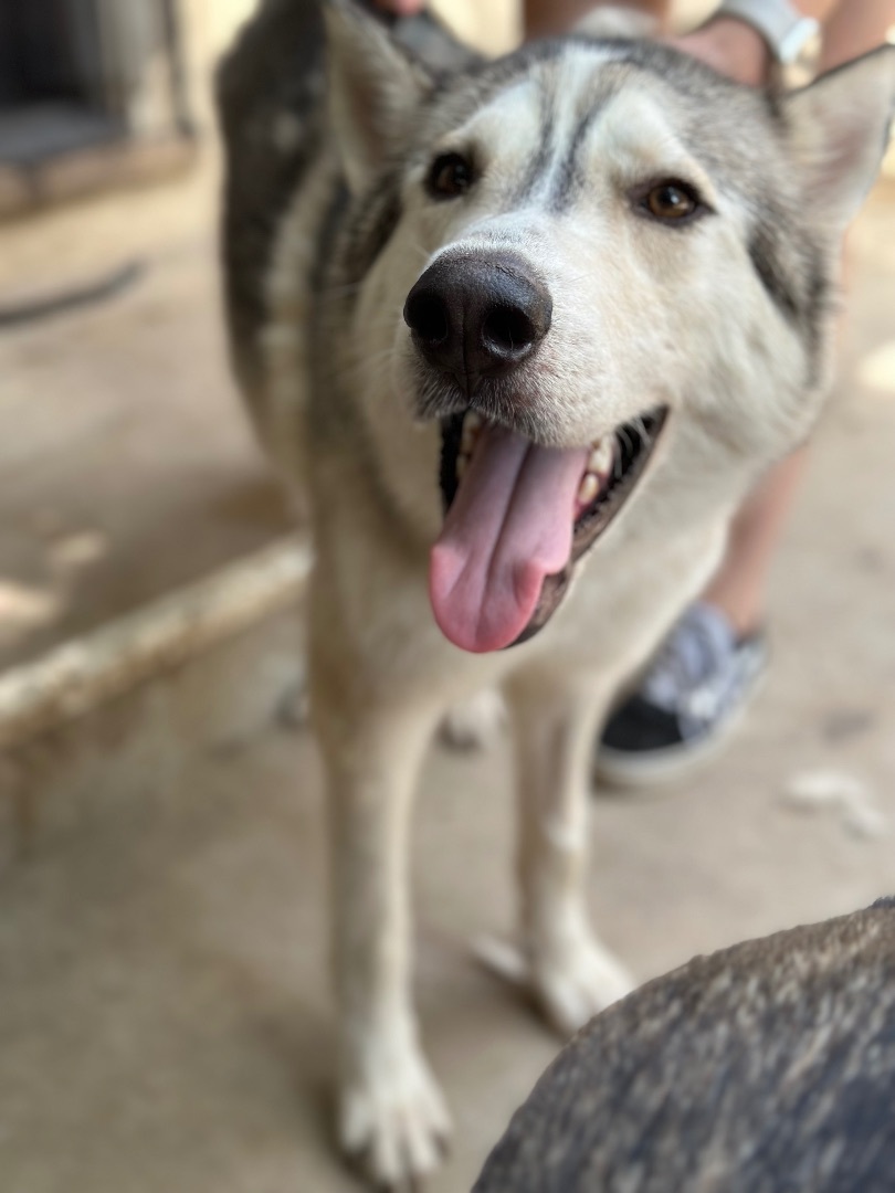 Whopper, Adopted, Adult Male Alaskan Malamute.