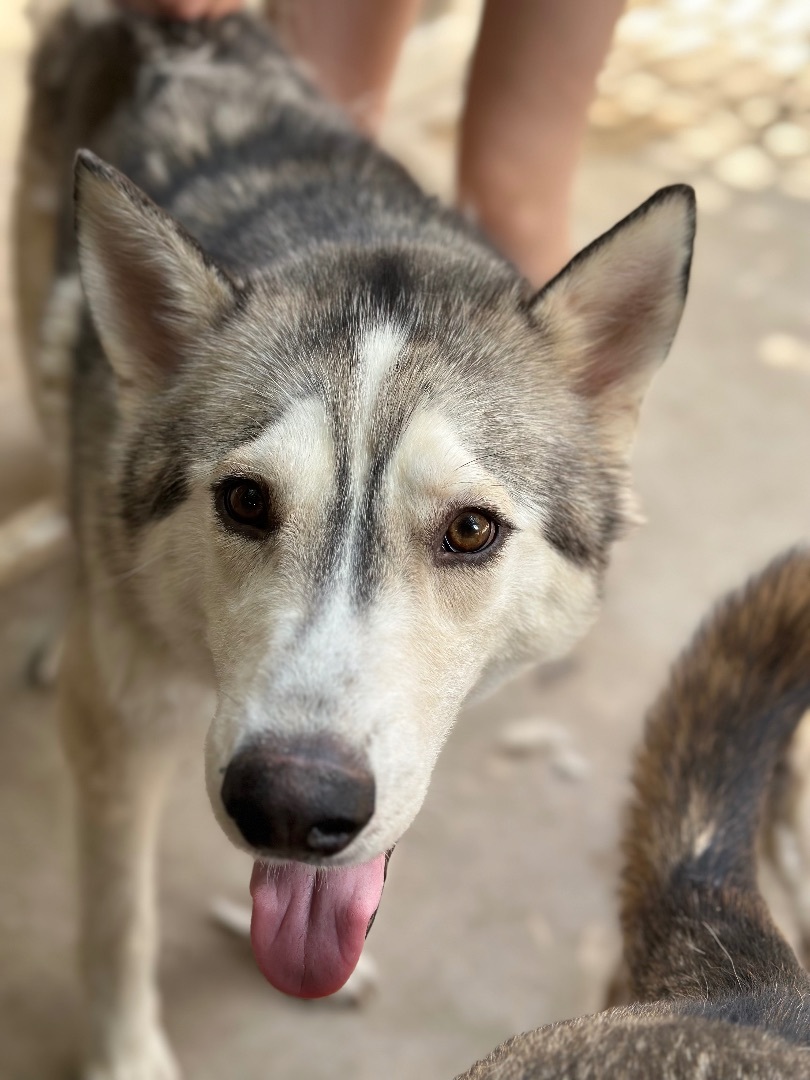 Enlarge Whopper, a Adopted Alaskan Malamute in South Lake Tahoe, CA image 2/6