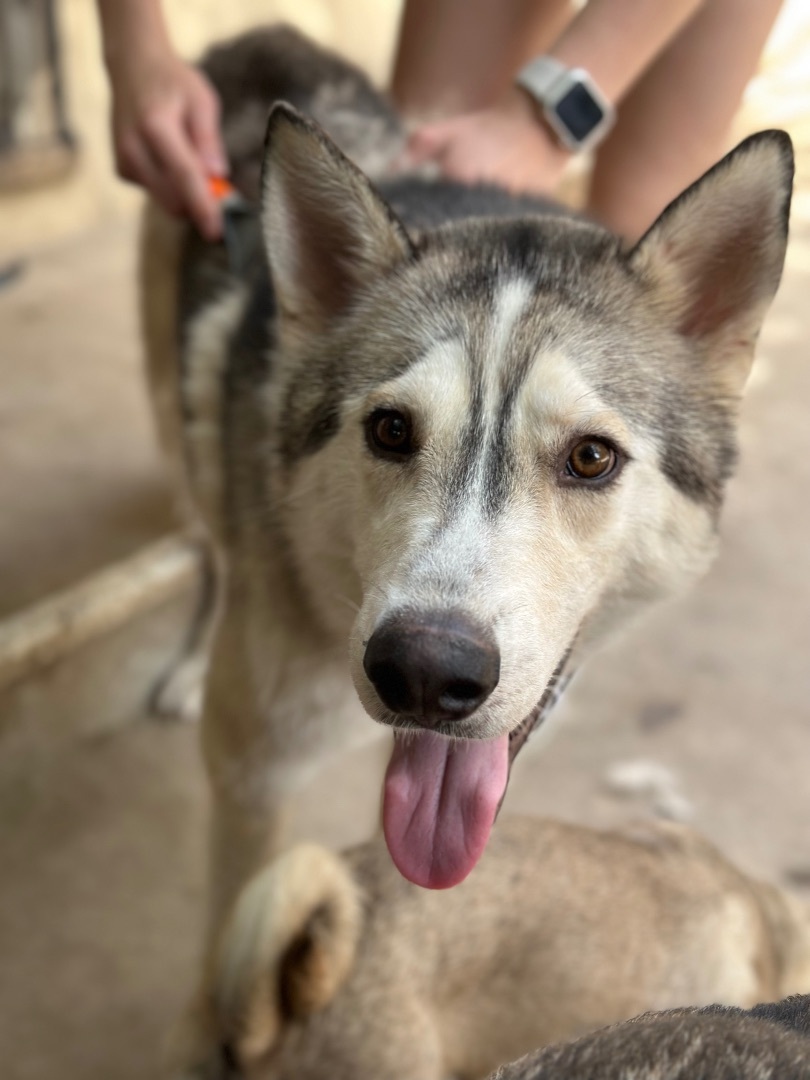 Enlarge Whopper, a Adopted Alaskan Malamute in South Lake Tahoe, CA image 3/6
