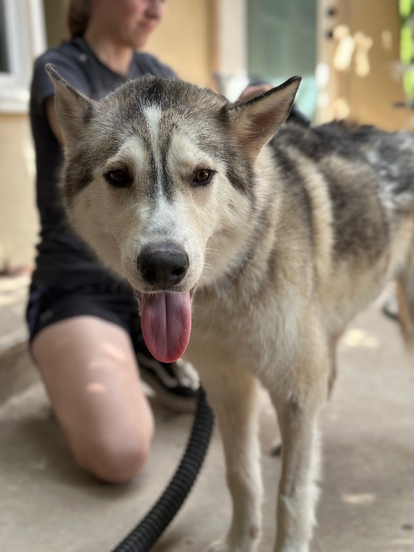 Enlarge Whopper, a Adopted Alaskan Malamute in South Lake Tahoe, CA image 4/6