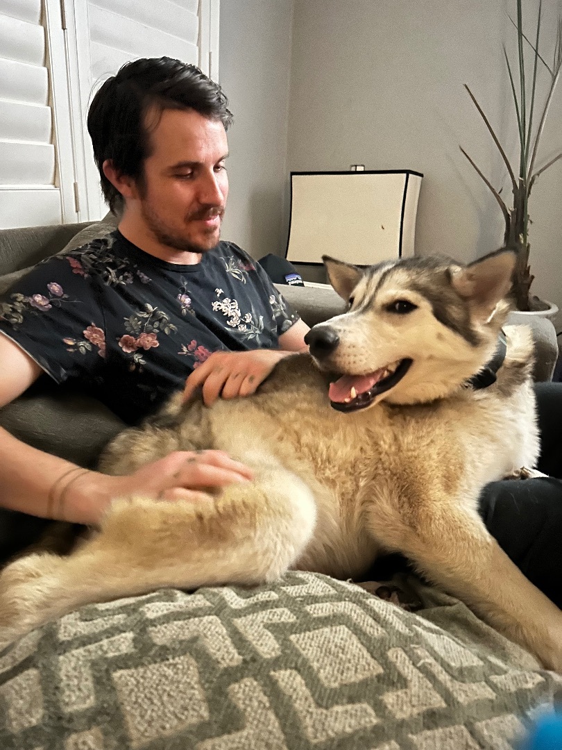 Enlarge Whopper, a Adopted Alaskan Malamute in South Lake Tahoe, CA image 5/6