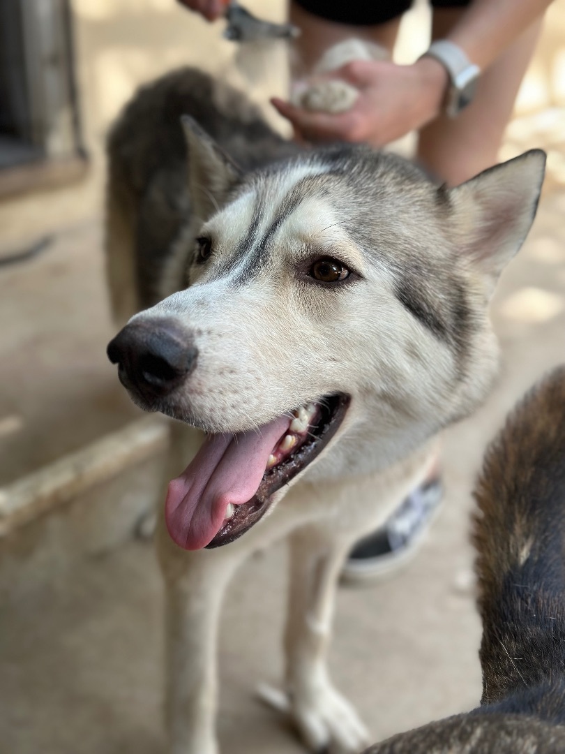 Enlarge Whopper, a Adopted Alaskan Malamute in South Lake Tahoe, CA image 6/6