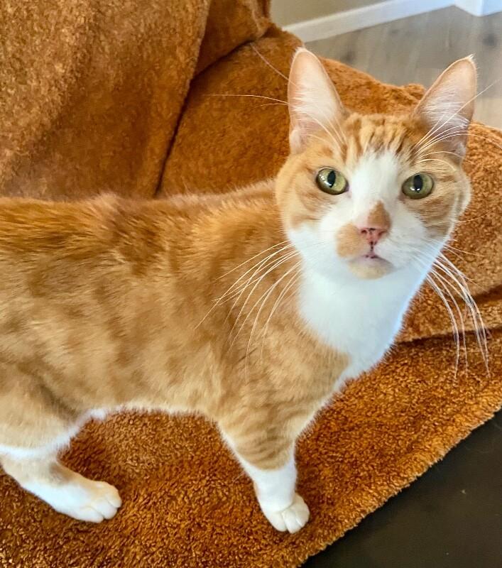 Enlarge Ollie BONDED with Misty, a Adoptable mixed breed in Anthem, AZ image 1/5