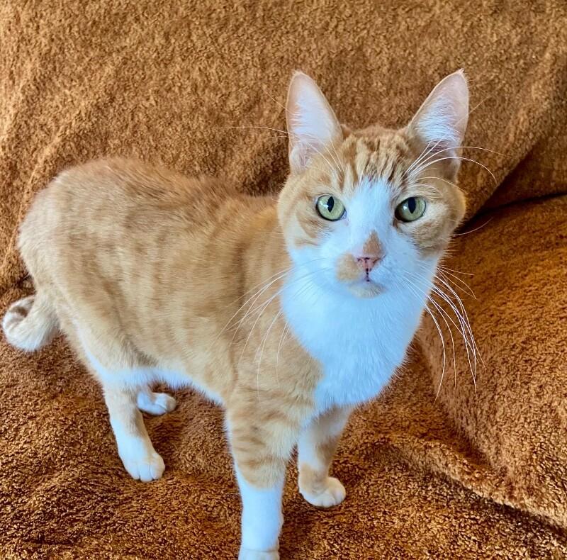 Enlarge Ollie BONDED with Misty, a Adoptable mixed breed in Anthem, AZ image 5/5