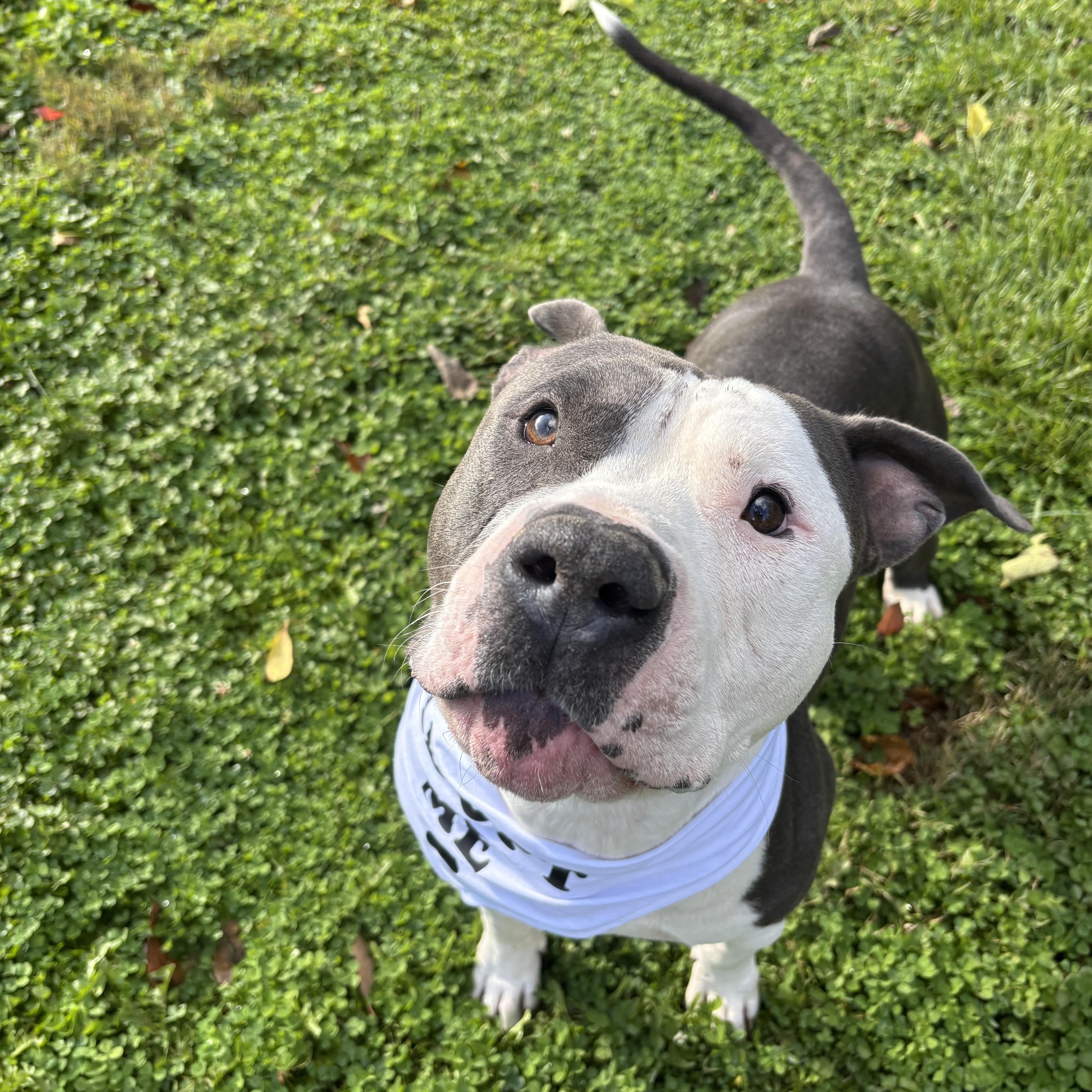 Tank, adopted, Adult Male Pit Bull Terrier.