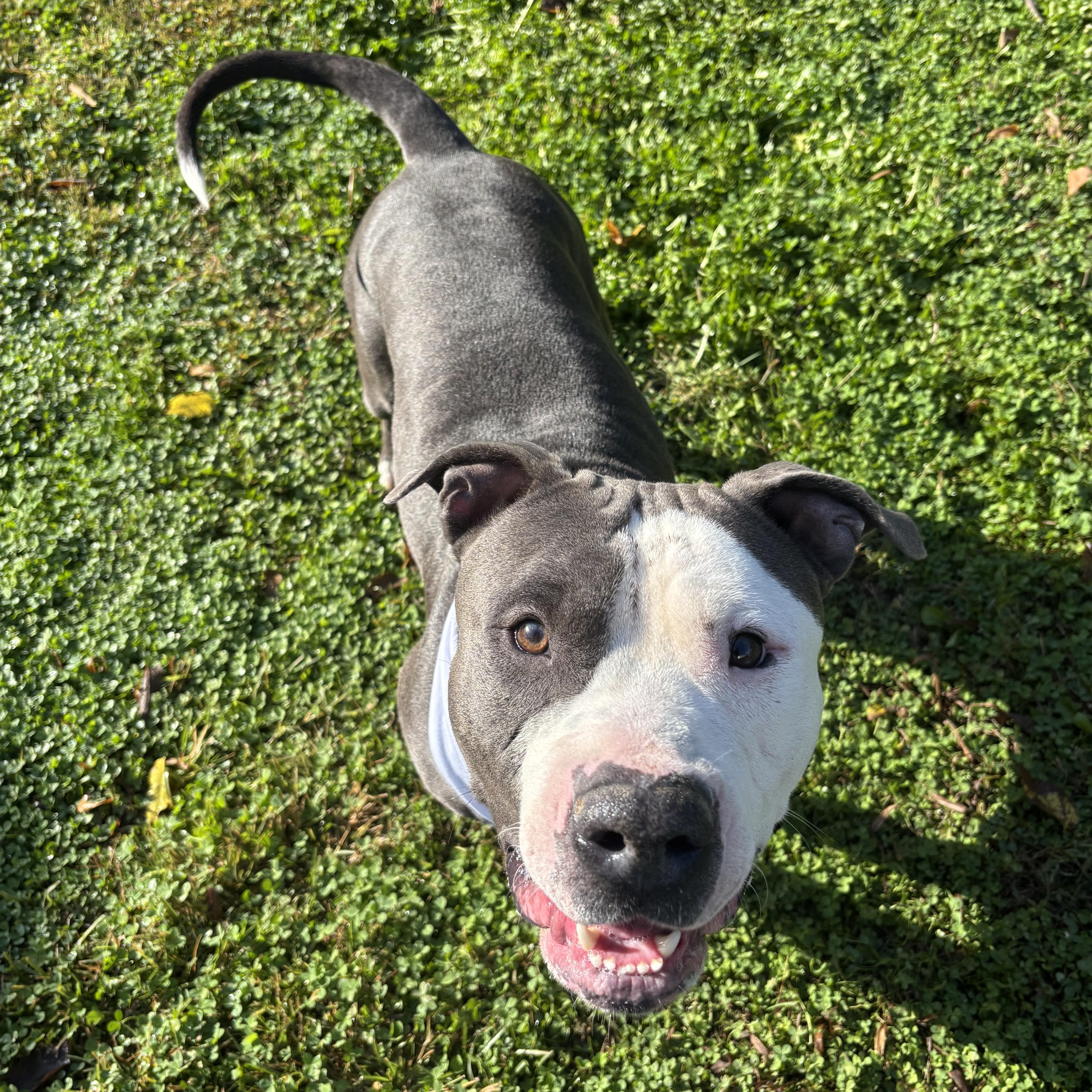 Tank, an adopted Pit Bull Terrier in Circleville, OH image 2/5