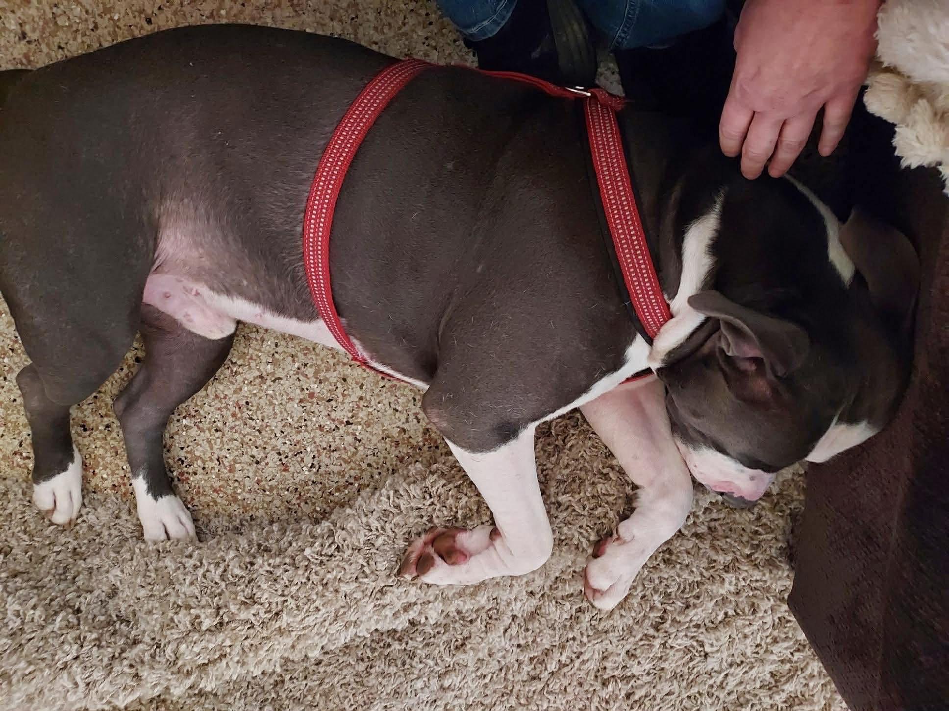 Tank, an adopted Pit Bull Terrier in Circleville, OH image 3/5