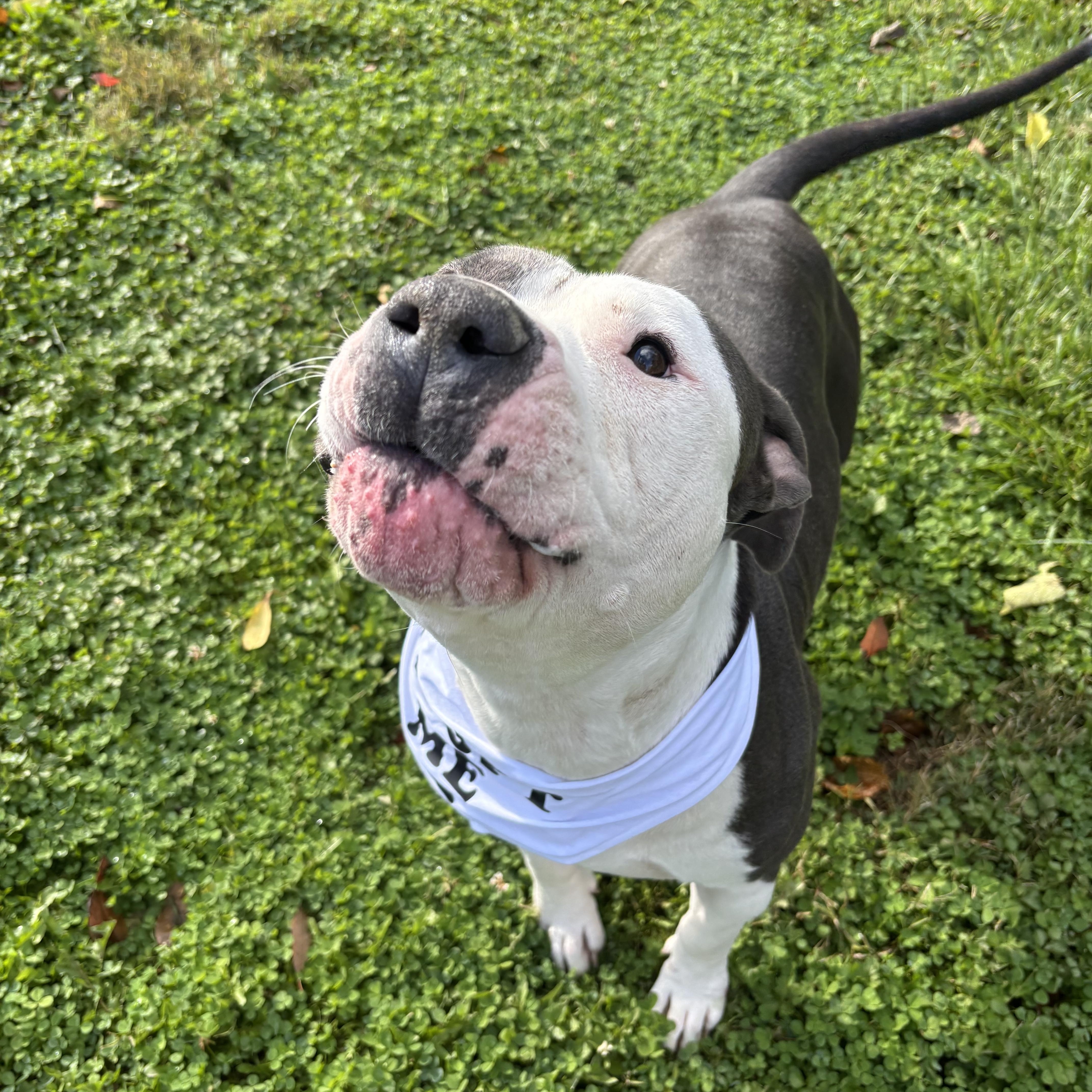 Tank, an adopted Pit Bull Terrier in Circleville, OH image 4/5