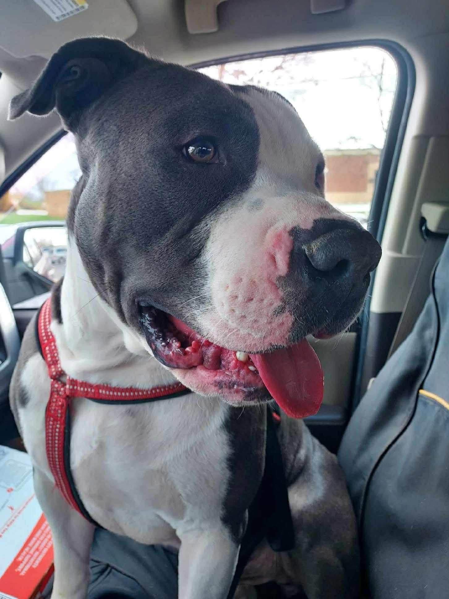 Tank, an adopted Pit Bull Terrier in Circleville, OH image 5/5