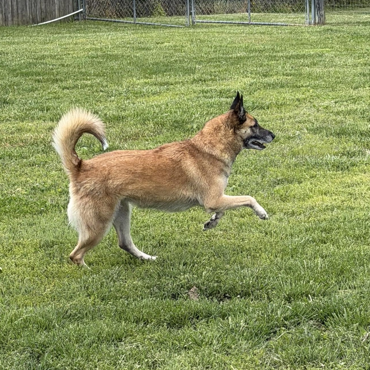 Nova, Adoptable, Adult Female Belgian Shepherd / Malinois.