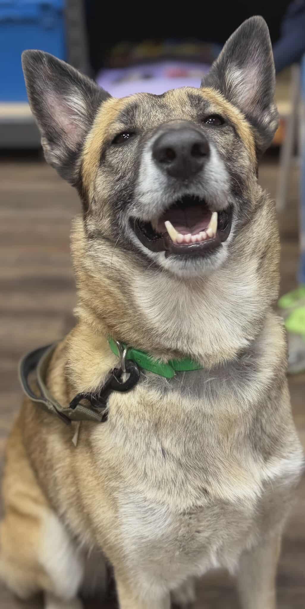 Enlarge Nova, a Adoptable mixed breed in Greeneville, TN image 2/6