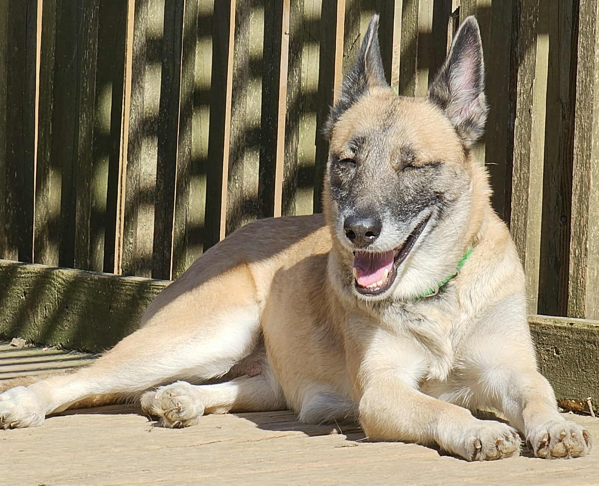 Enlarge Nova, a Adoptable mixed breed in Greeneville, TN image 4/6