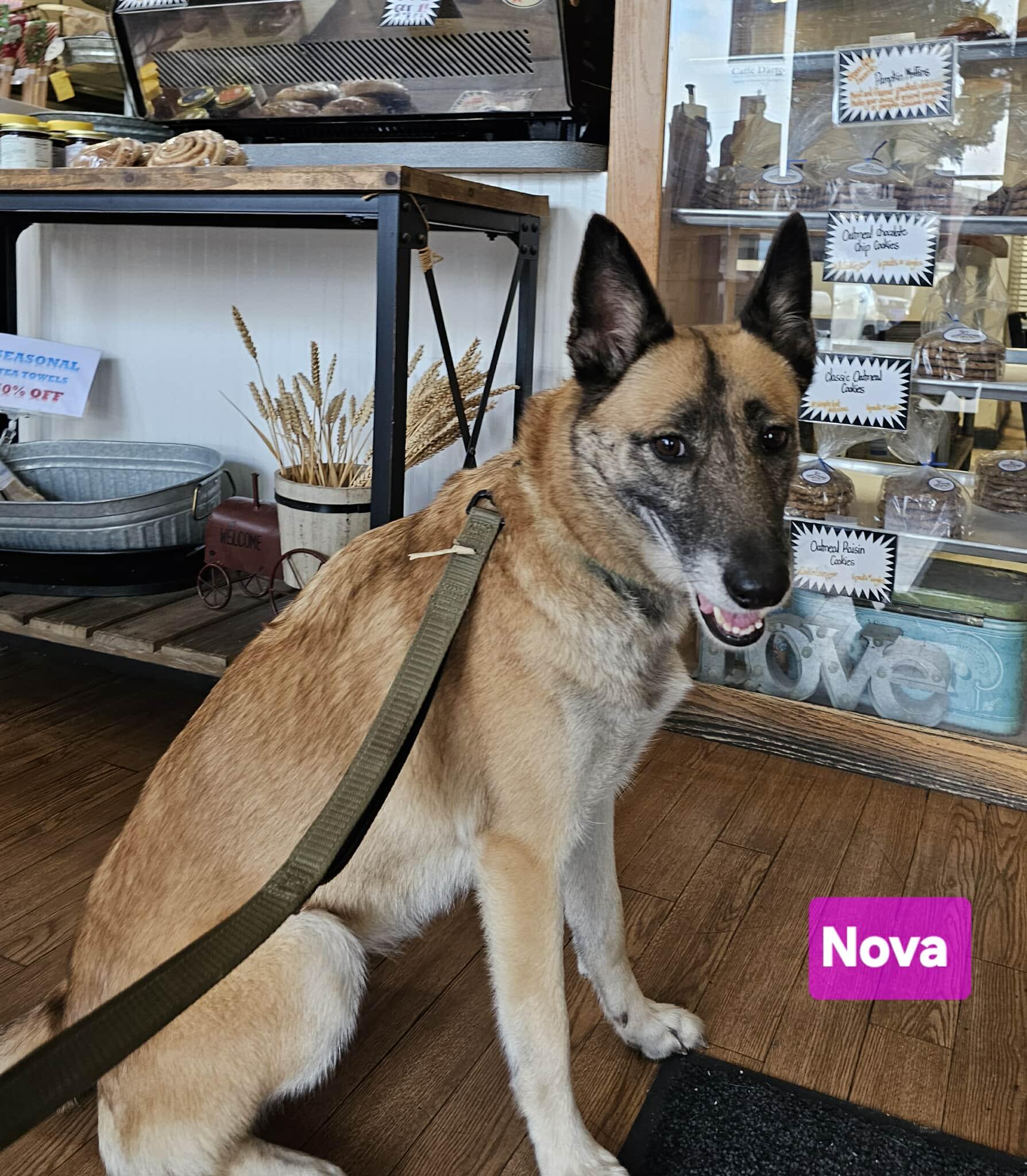 Enlarge Nova, a Adoptable mixed breed in Greeneville, TN image 5/6