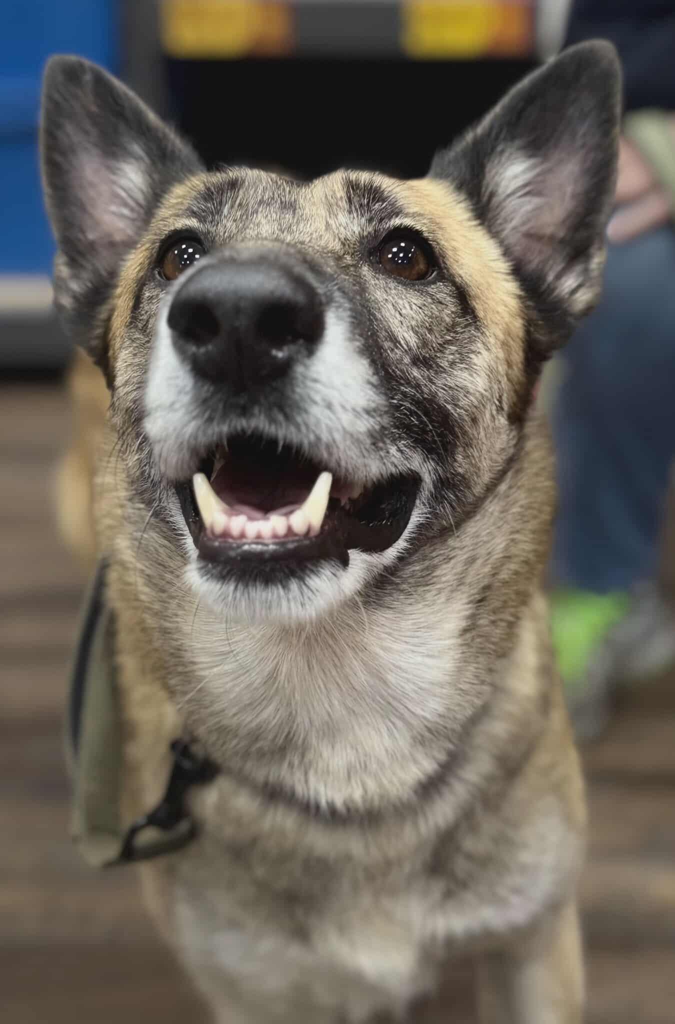 Nova, Adoptable, Adult Female German Shepherd Dog & Belgian Shepherd / Malinois.