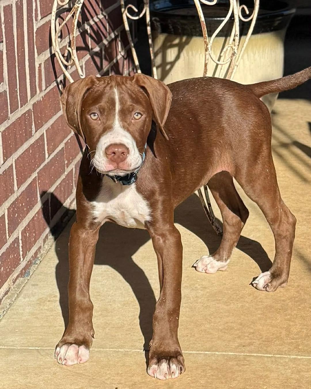 Seamus , an adopted mixed breed in Broken Arrow, OK image 3/5