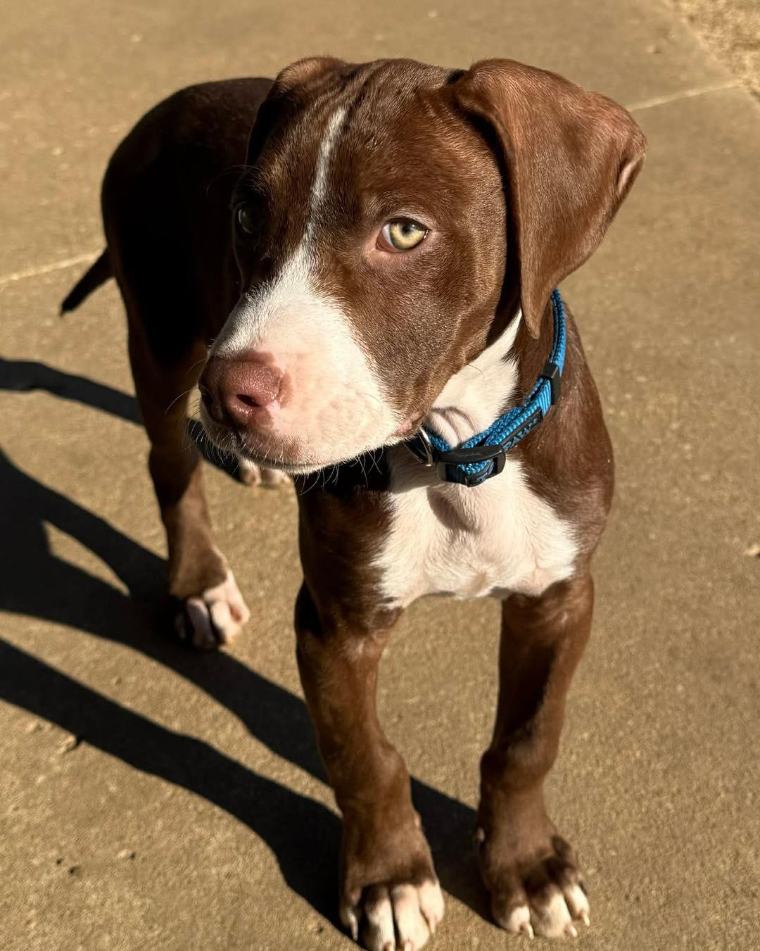 Seamus , an adopted mixed breed in Broken Arrow, OK image 4/5