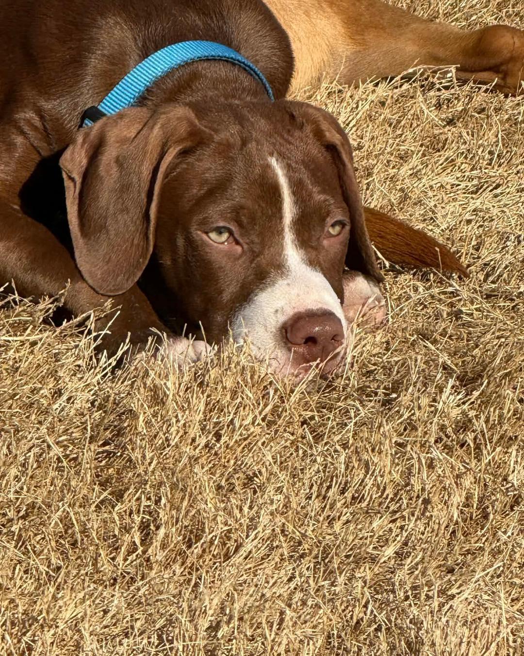 Seamus , an adopted mixed breed in Broken Arrow, OK image 2/5