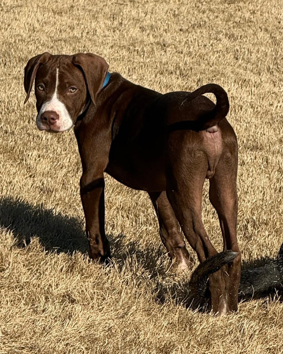 Seamus , an adopted mixed breed in Broken Arrow, OK image 5/5