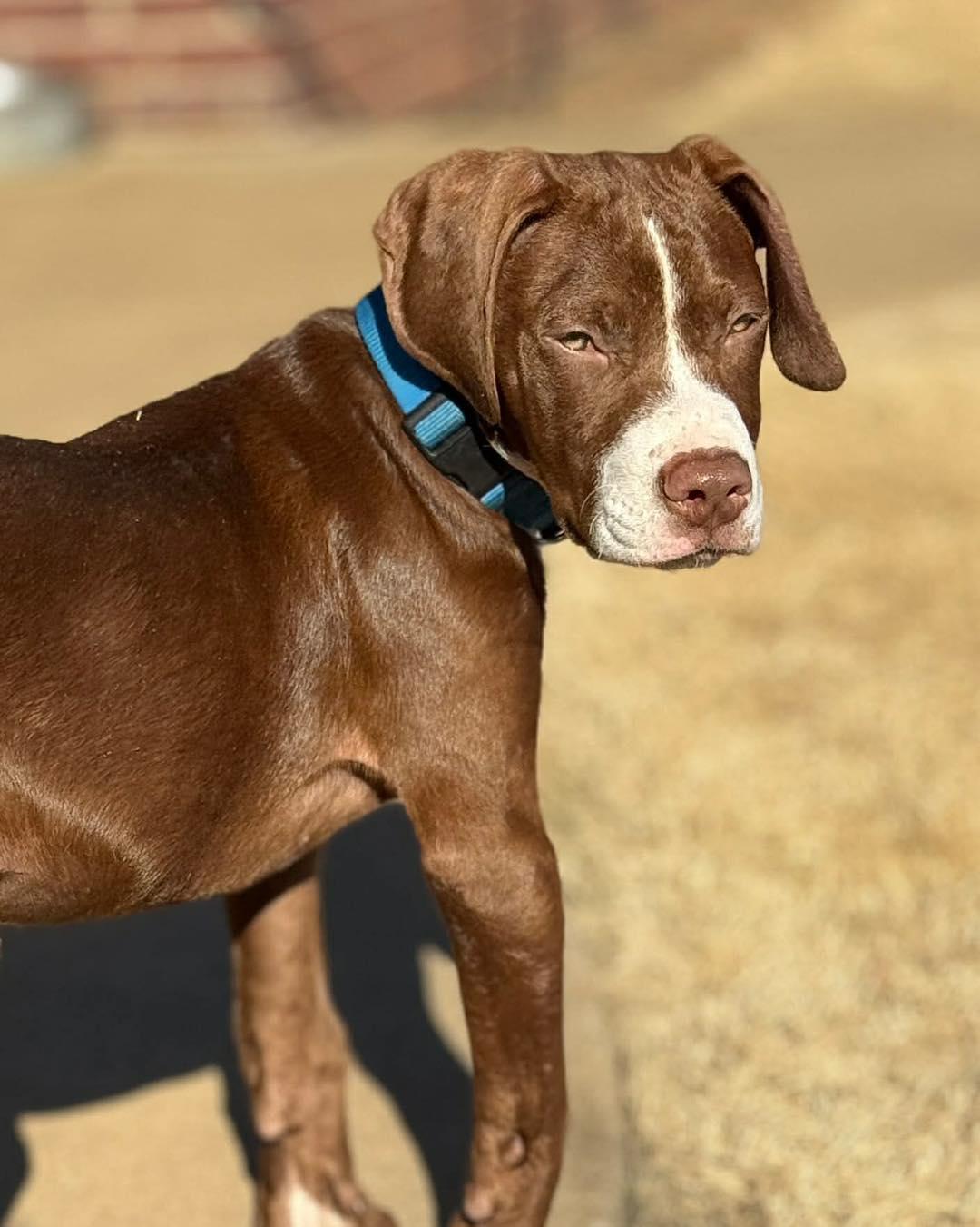 Seamus , an adopted mixed breed in Broken Arrow, OK image 1/5