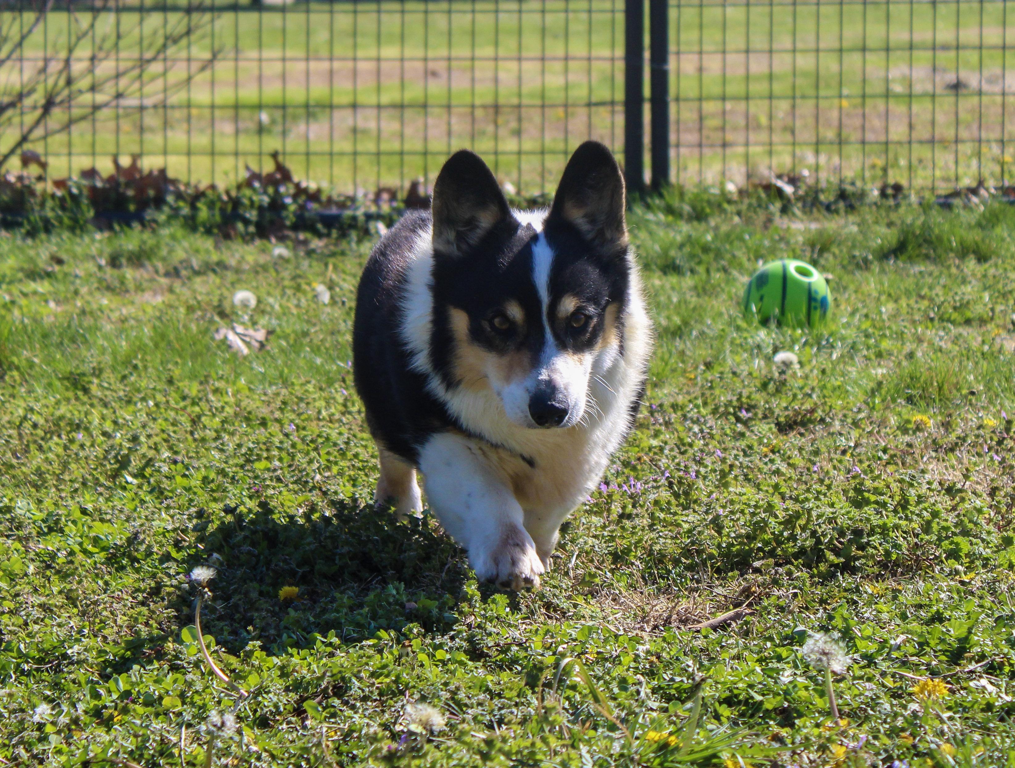 Jacko, ADOPTABLE, Adult Male Pembroke Welsh Corgi.
