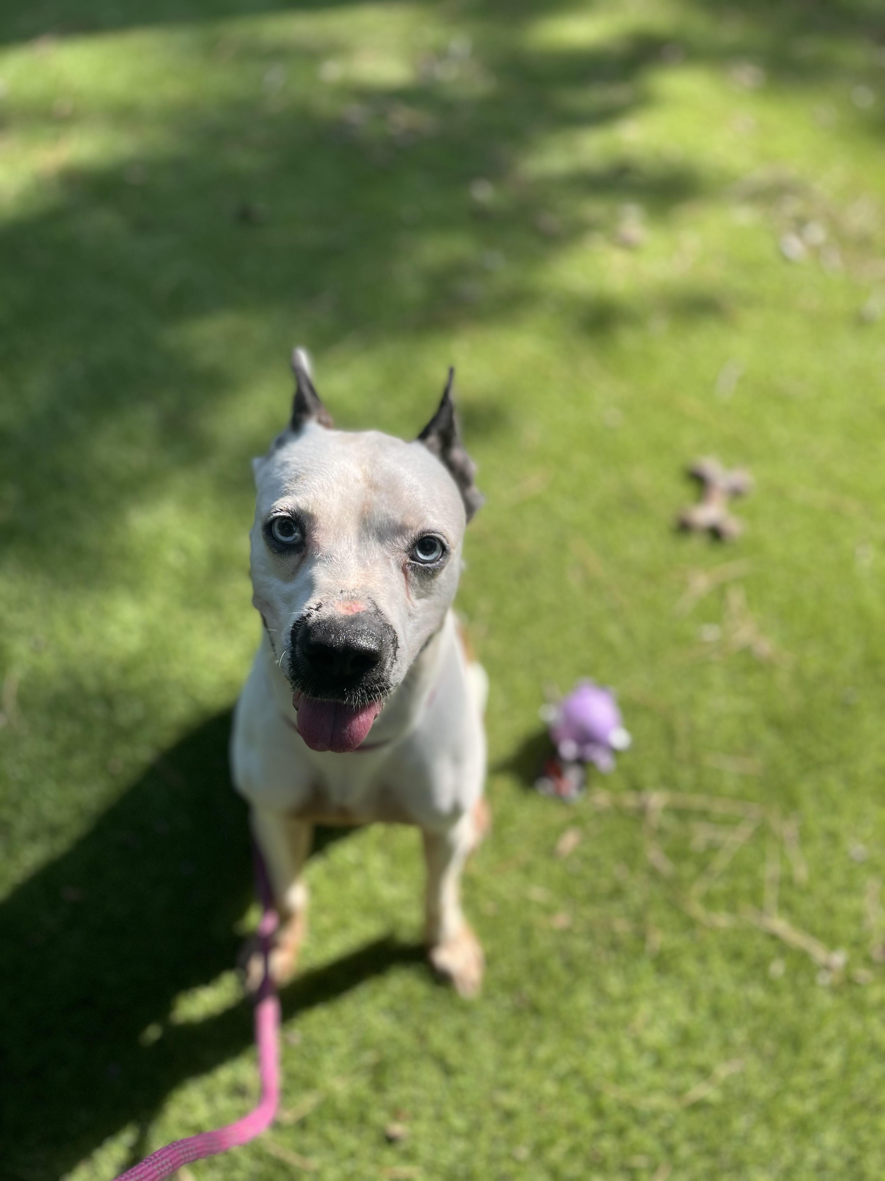 Bowie — thumbnail 4