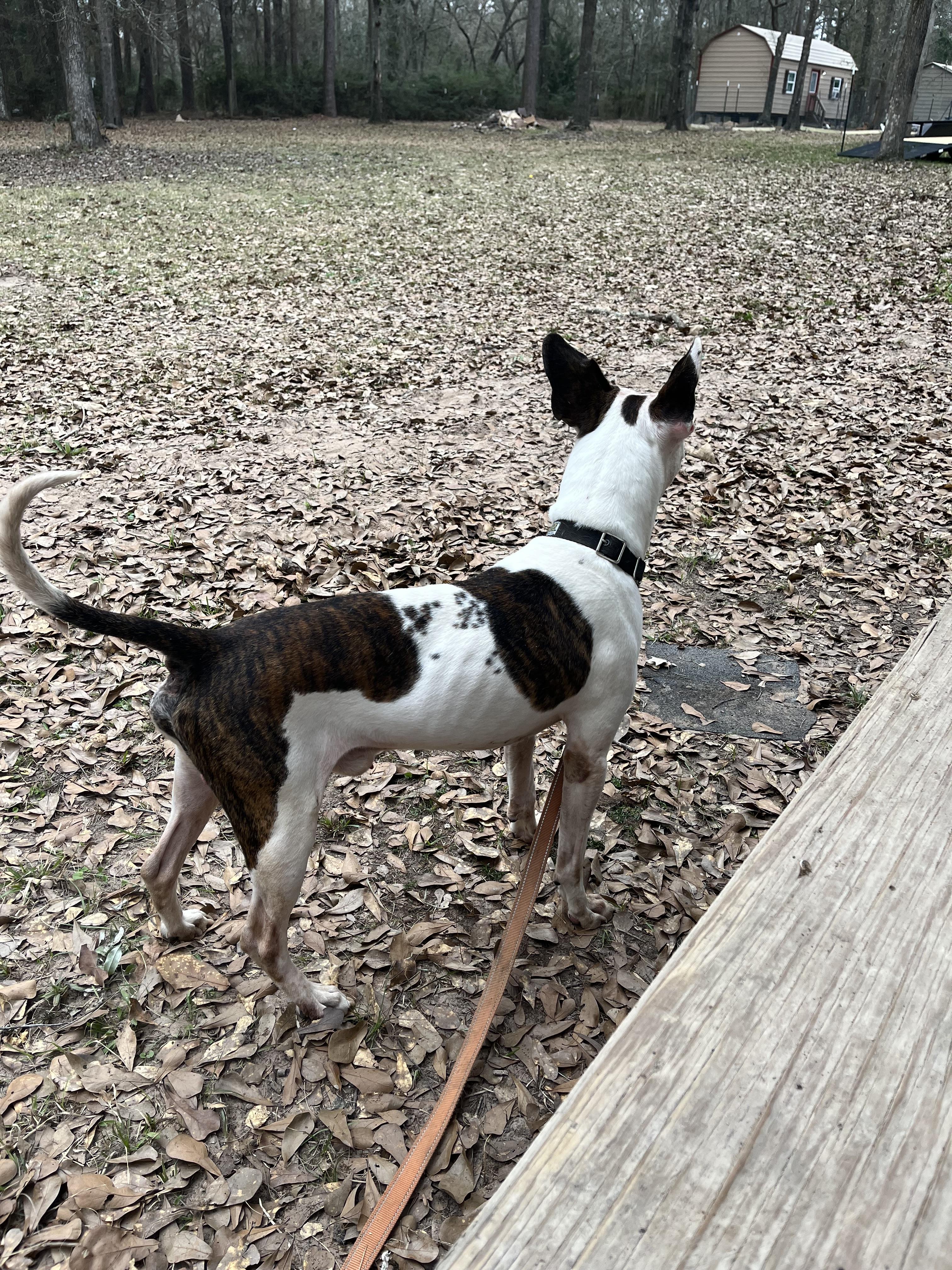 Bowie — thumbnail 5