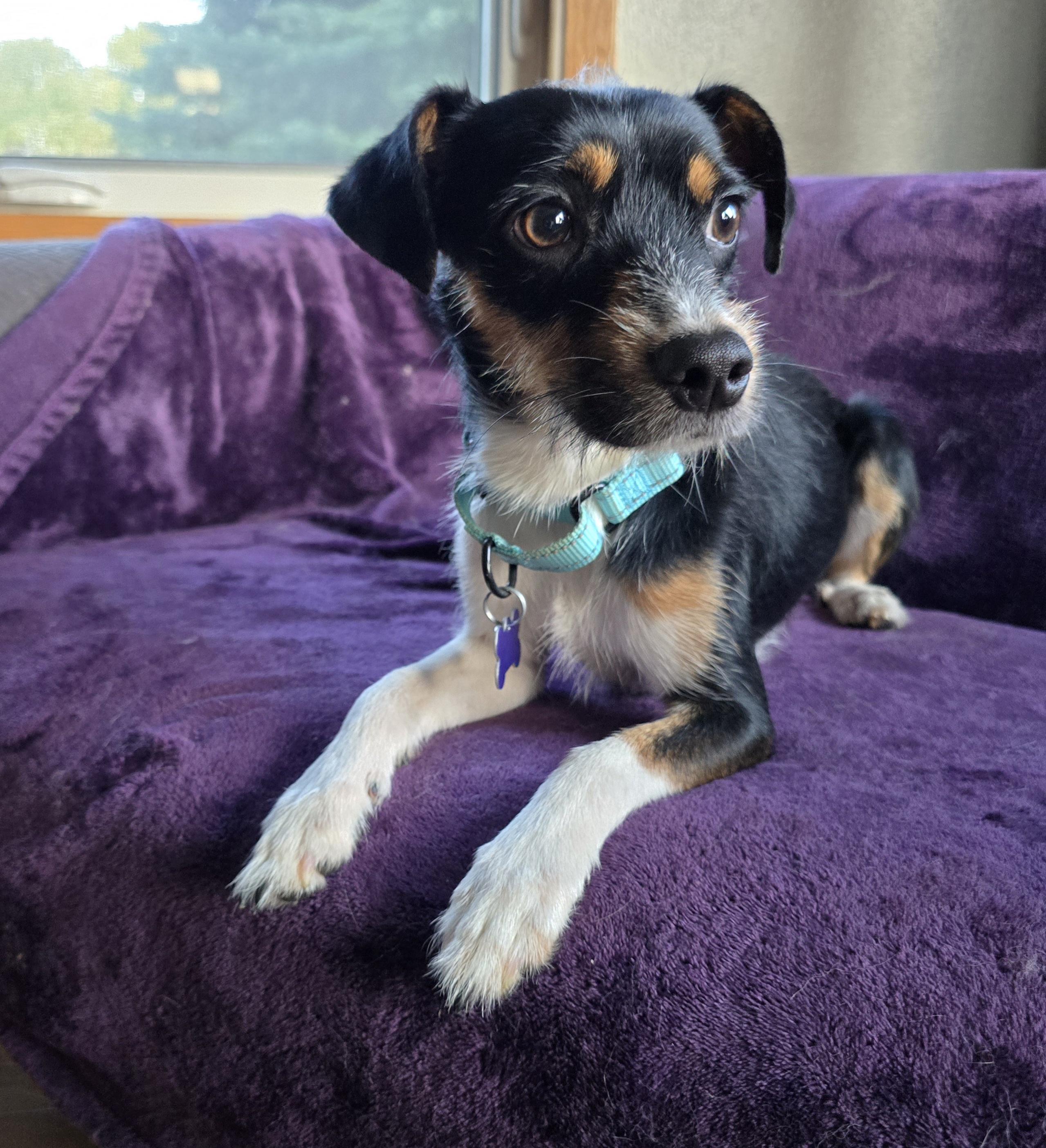 Royce, an adoptable Terrier, Italian Greyhound in Jamestown, ND, 58401 | Photo Image 1