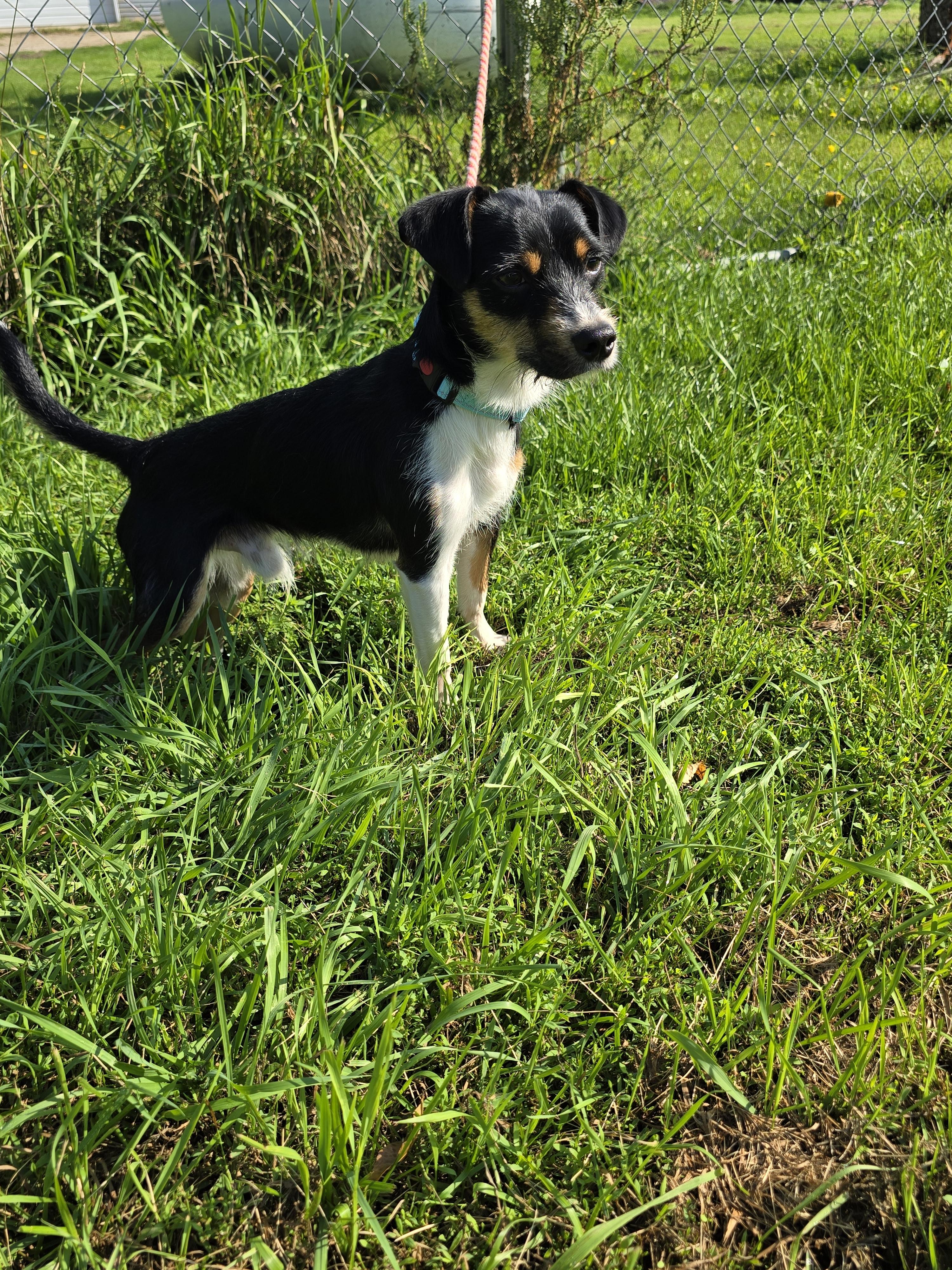 Royce, an adoptable Terrier, Italian Greyhound in Jamestown, ND, 58401 | Photo Image 6