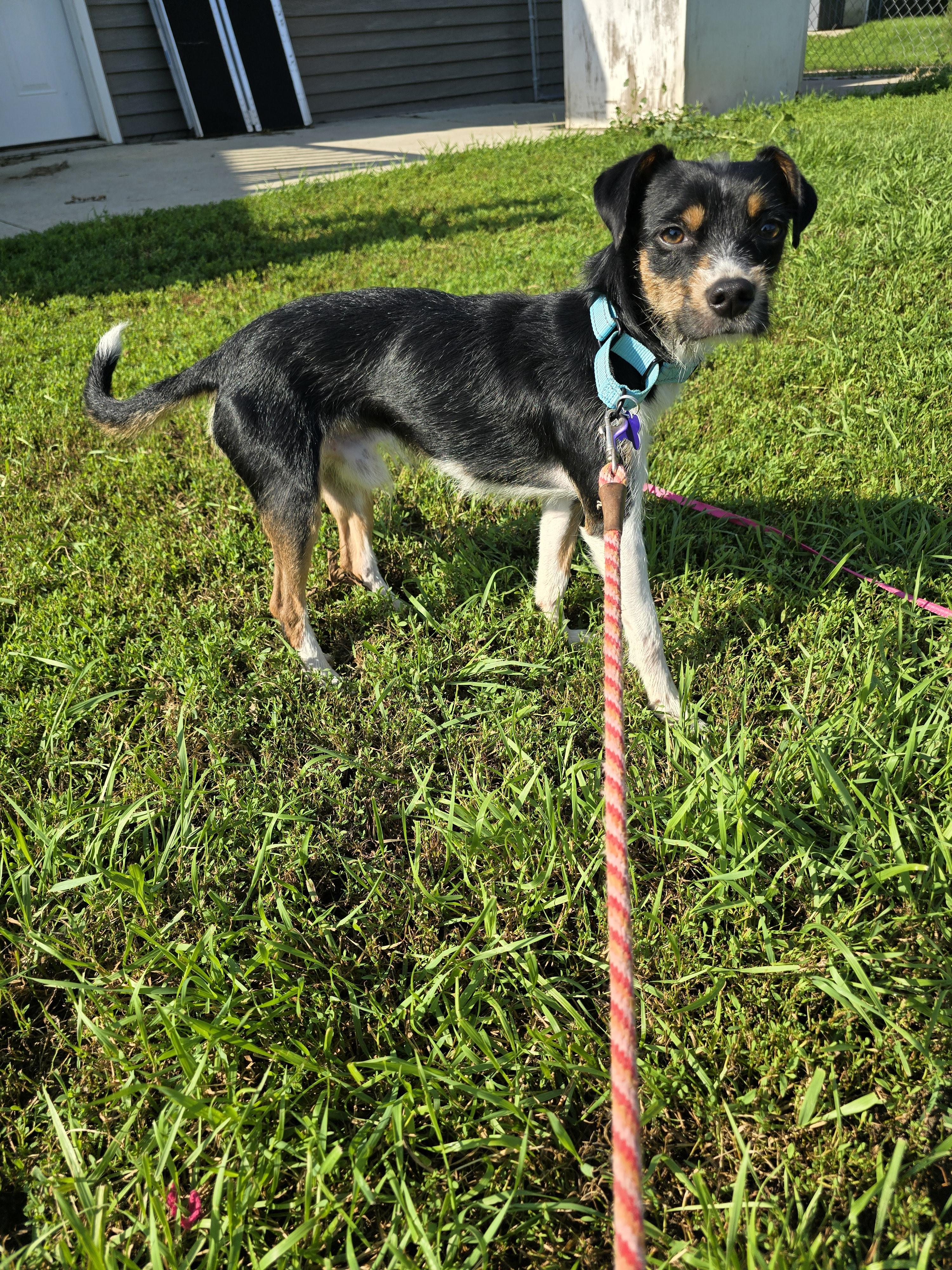 Royce, an adoptable Terrier, Italian Greyhound in Jamestown, ND, 58401 | Photo Image 5