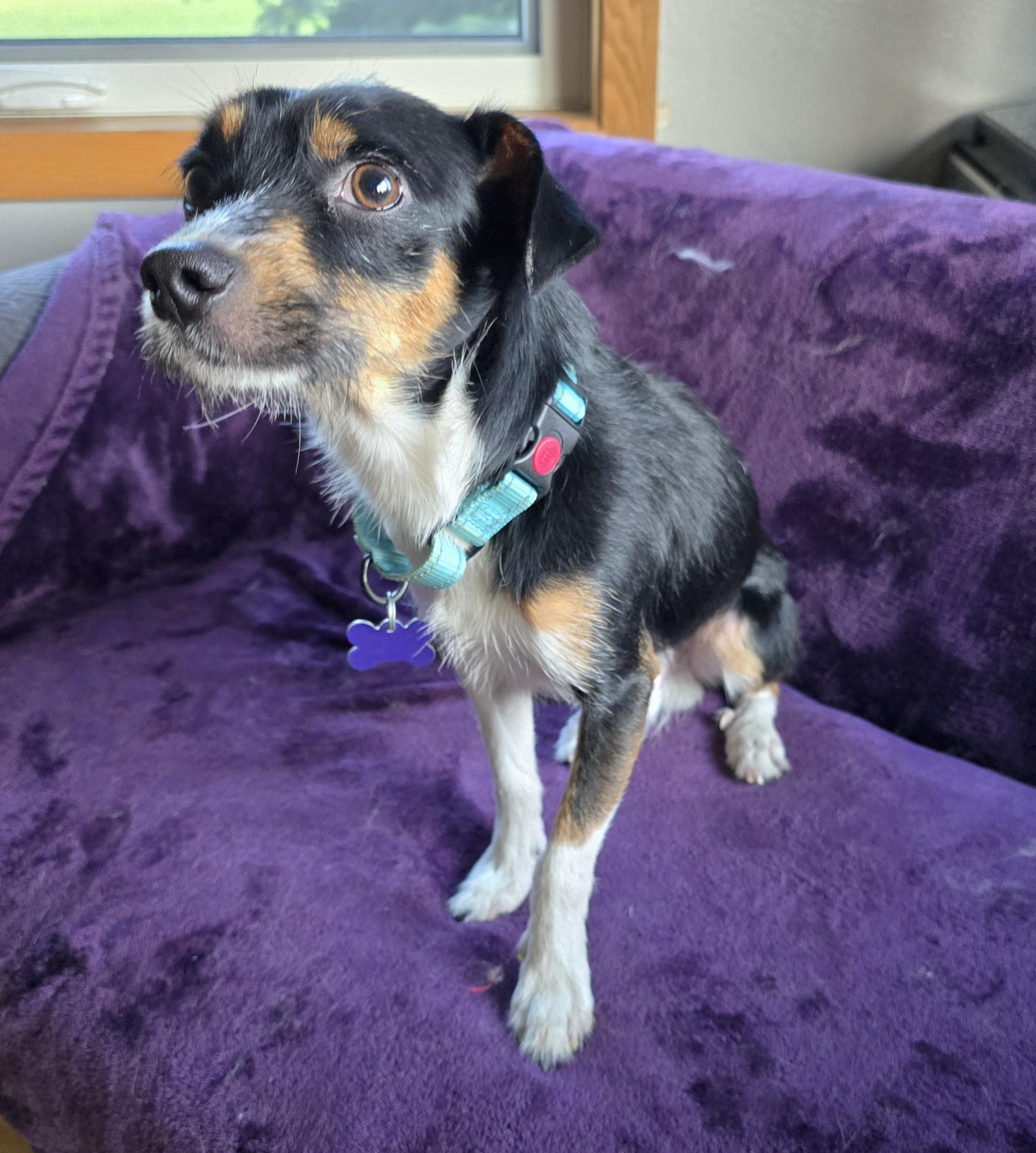 Royce, an adoptable Terrier, Italian Greyhound in Jamestown, ND, 58401 | Photo Image 3