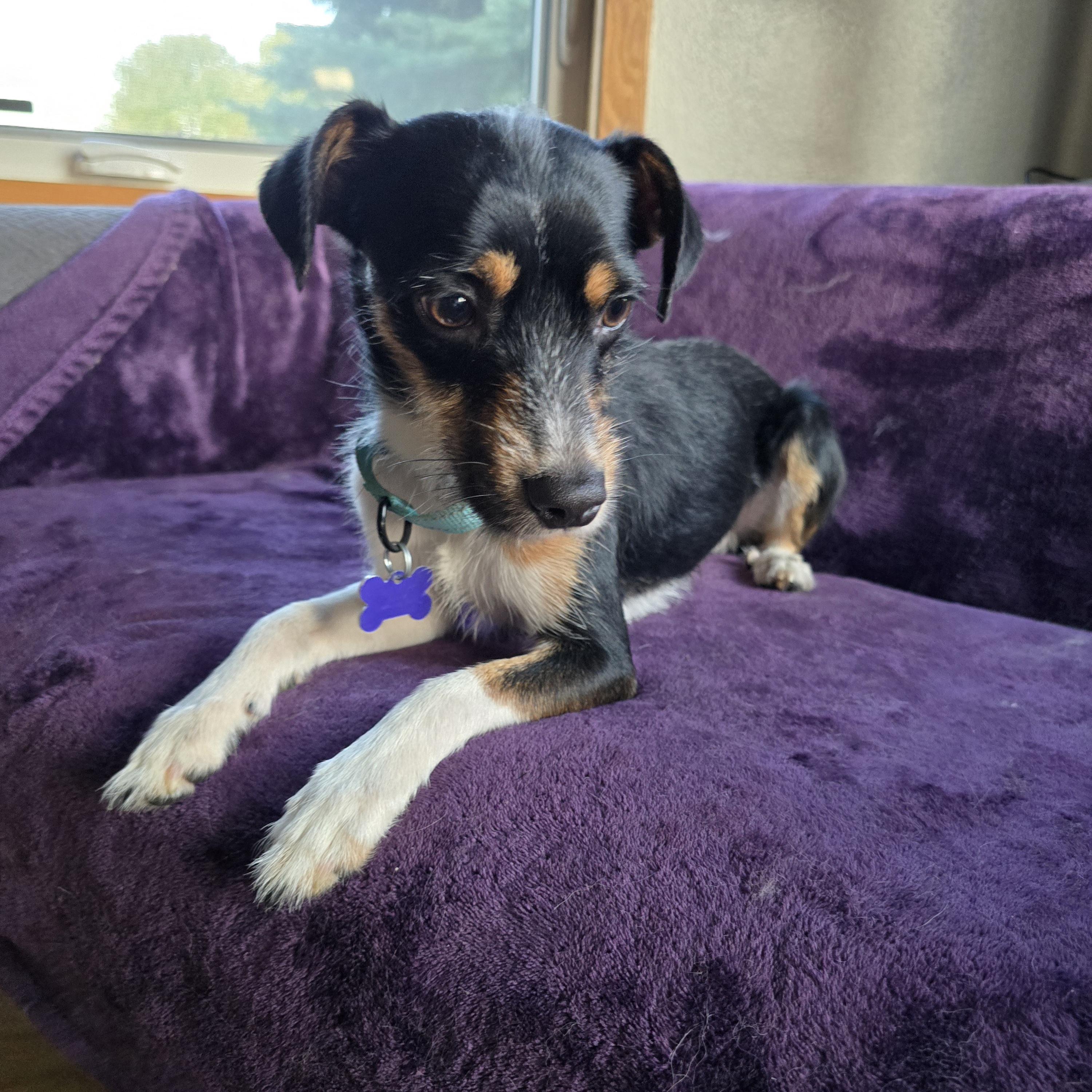 Royce, an adoptable Terrier, Italian Greyhound in Jamestown, ND, 58401 | Photo Image 4