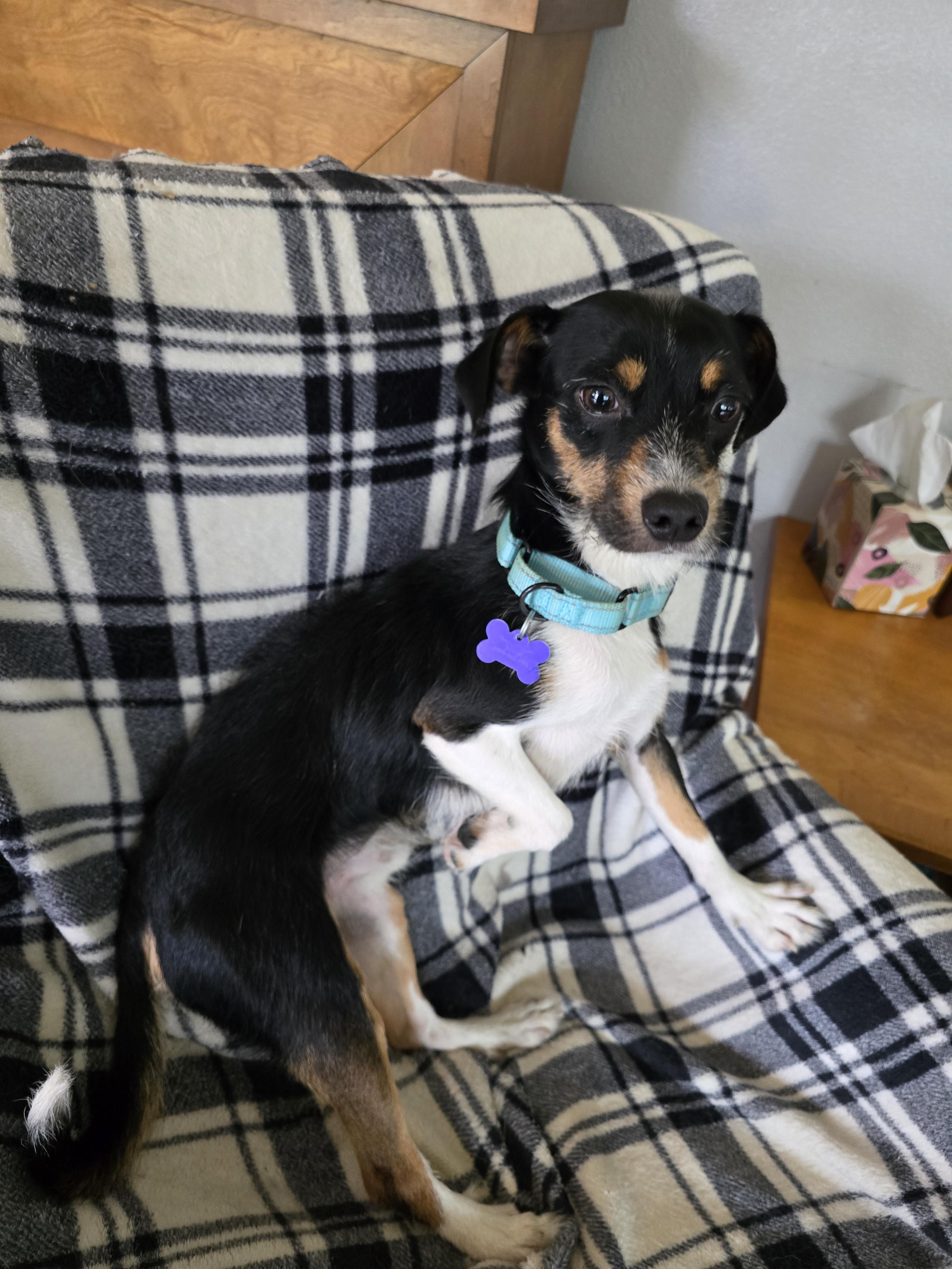 Royce, an adoptable Terrier, Italian Greyhound in Jamestown, ND, 58401 | Photo Image 2
