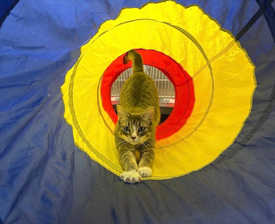 Varsha, Adoptable, Young Female Domestic Short Hair.