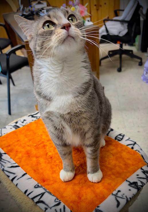 Varsha, a Adoptable mixed breed in Coupeville, WA image 2/3