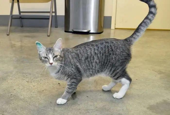 Varsha, a Adoptable mixed breed in Coupeville, WA image 2/2