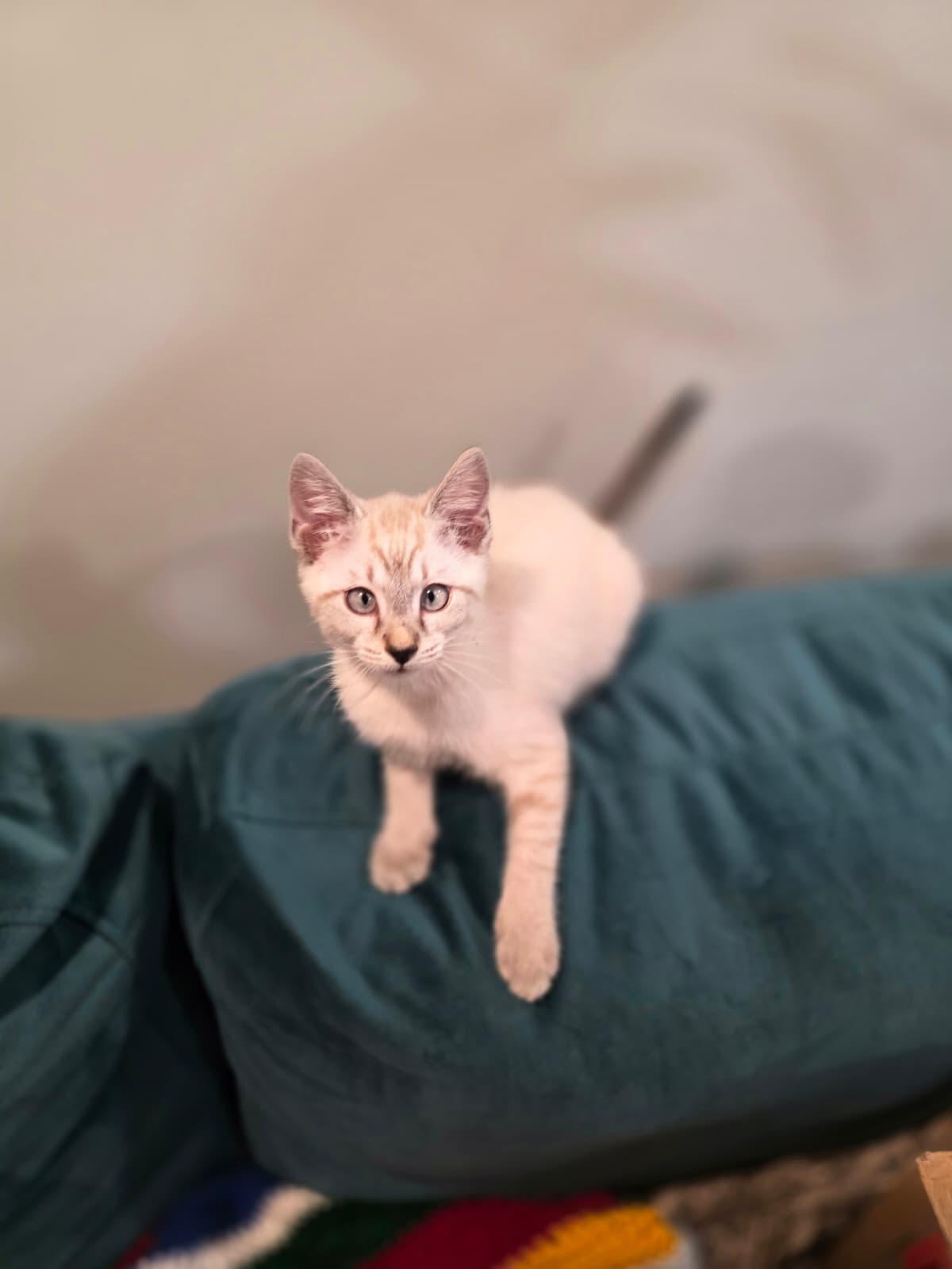 Enlarge Mira, a Adoptable Siamese in Chattanooga, TN image 6/6
