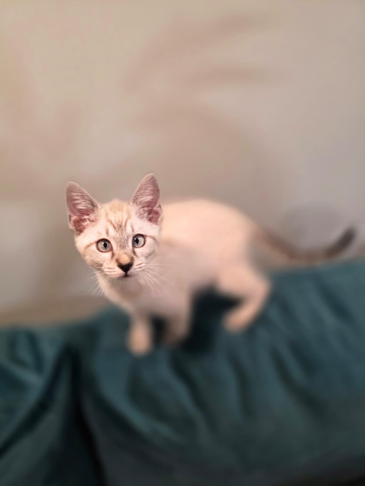 Enlarge Mira, a Adoptable Siamese in Chattanooga, TN image 4/6