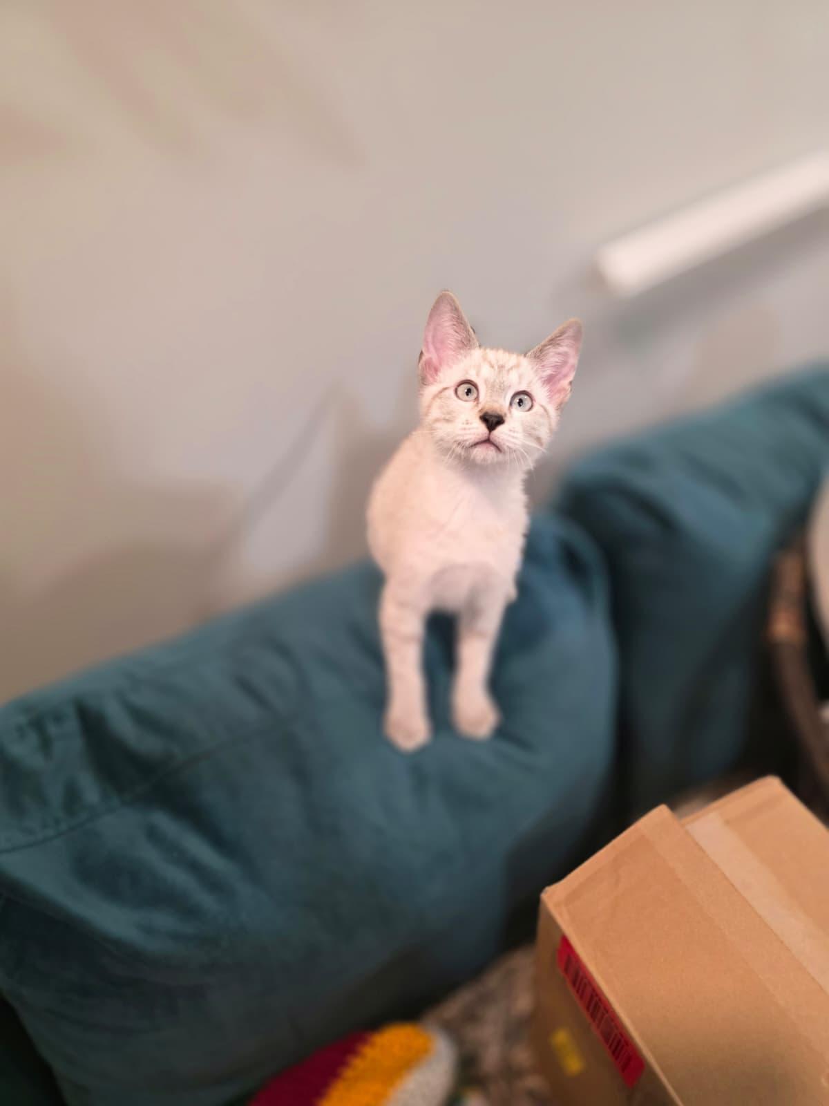 Enlarge Mira, a Adoptable Siamese in Chattanooga, TN image 5/6