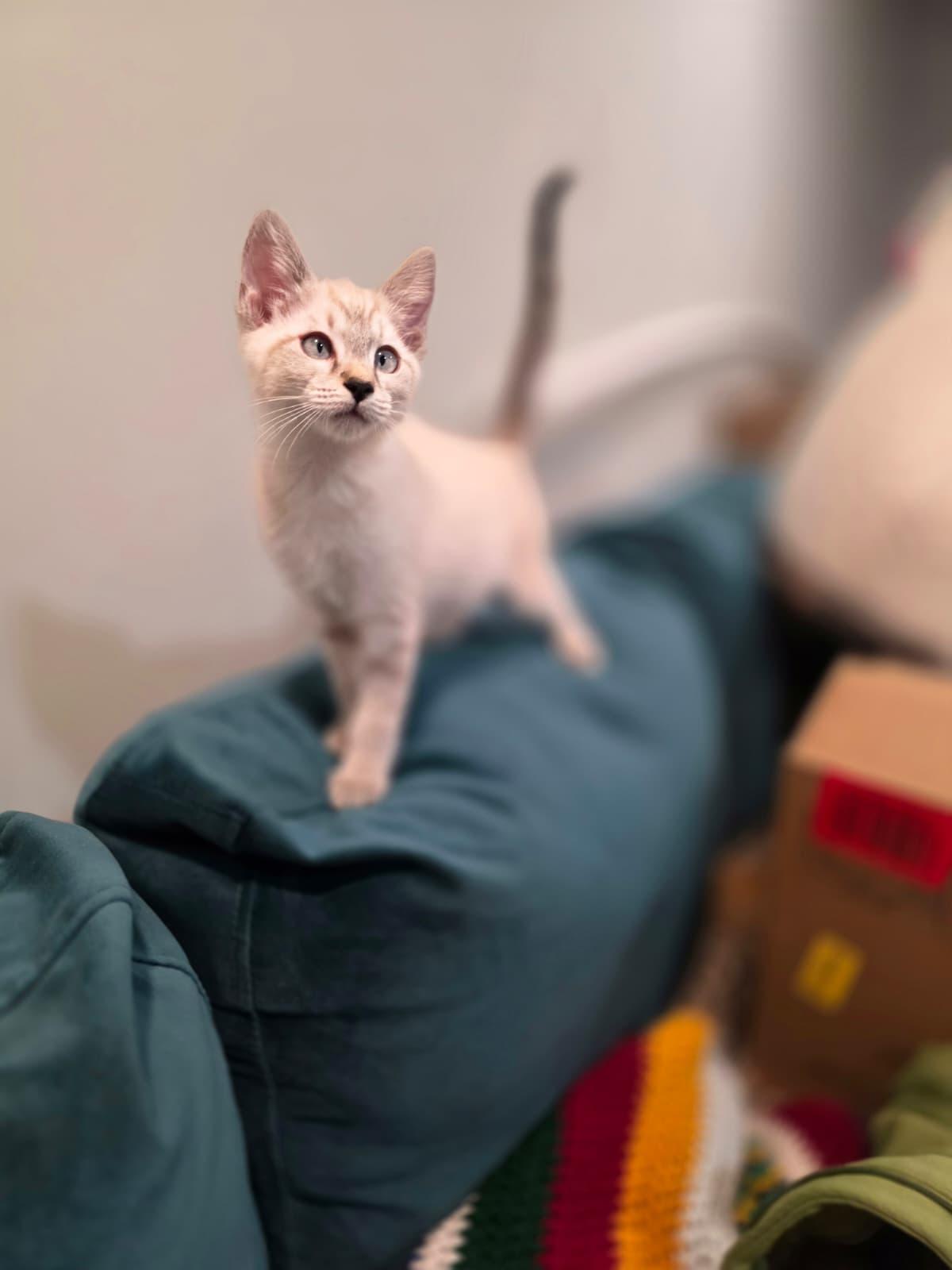 Mira, Adoptable, Kitten Female Siamese.