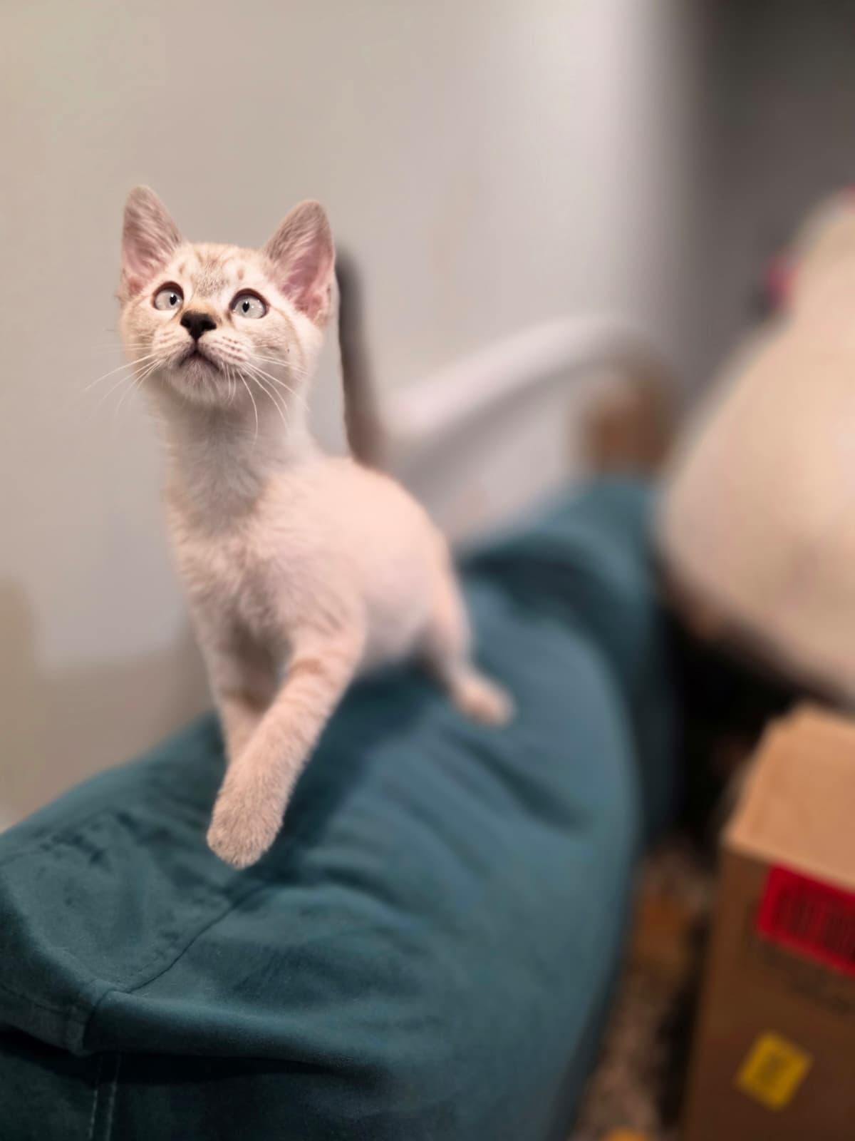 Enlarge Mira, a Adoptable Siamese in Chattanooga, TN image 2/6