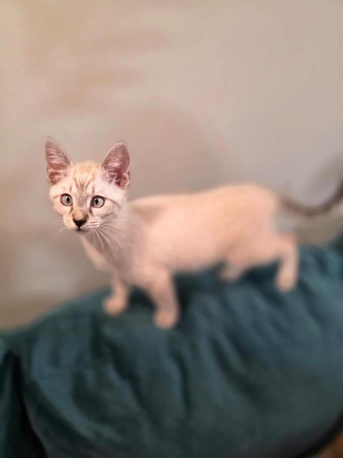 Enlarge Mira, a Adoptable Siamese in Chattanooga, TN image 3/6