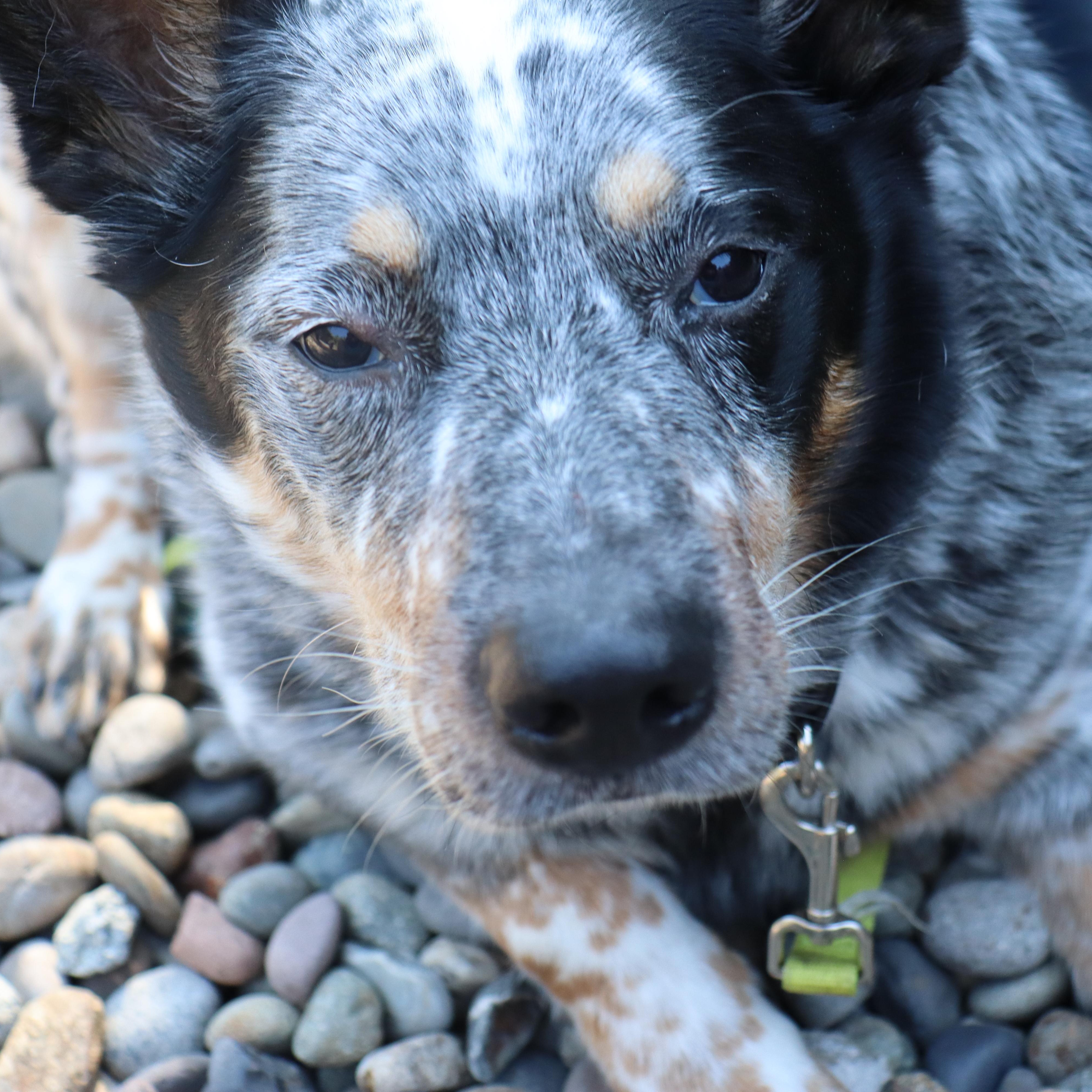 Enlarge Luke, a Adoptable Australian Cattle Dog / Blue Heeler image 3/6