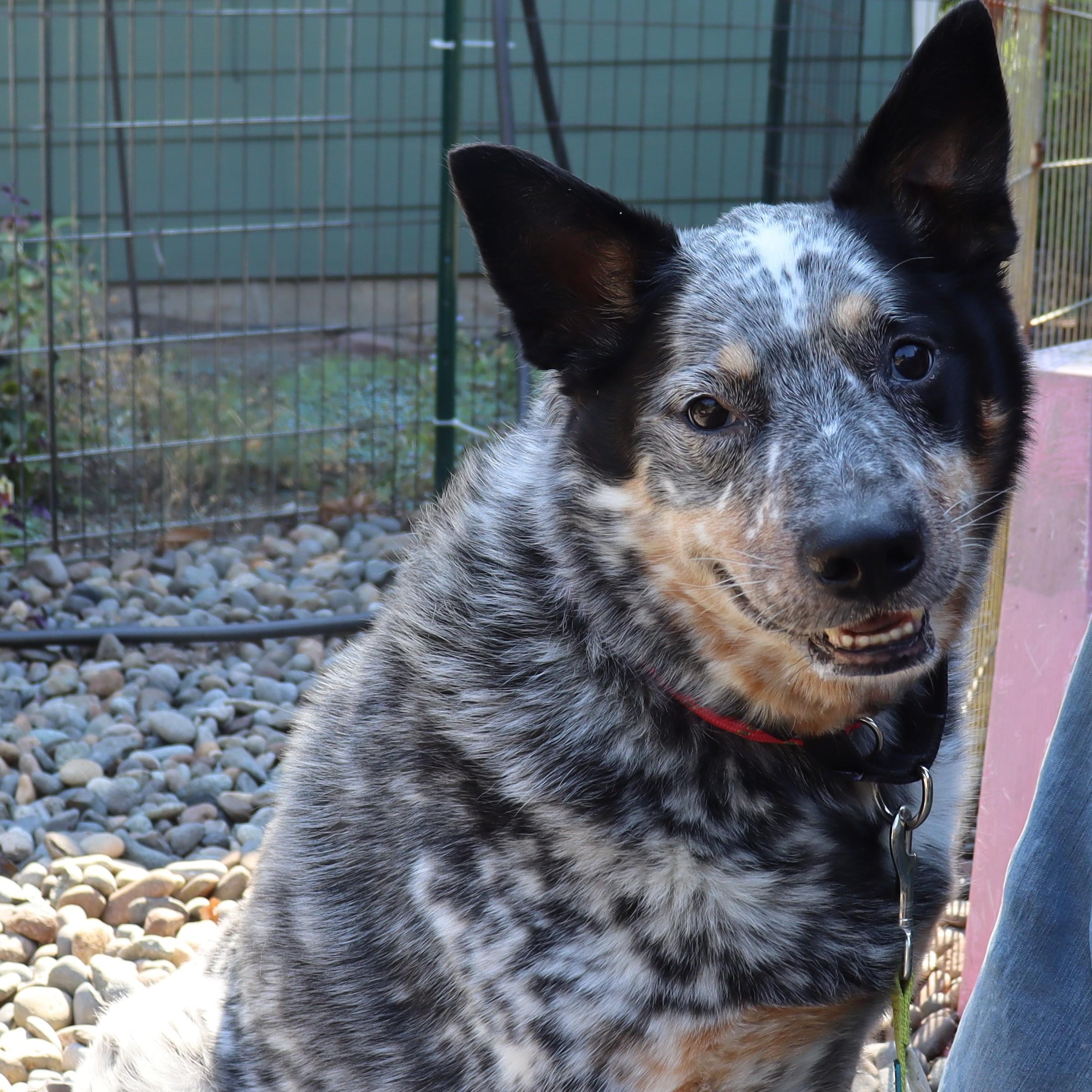 Enlarge Luke, a Adoptable Australian Cattle Dog / Blue Heeler image 4/6
