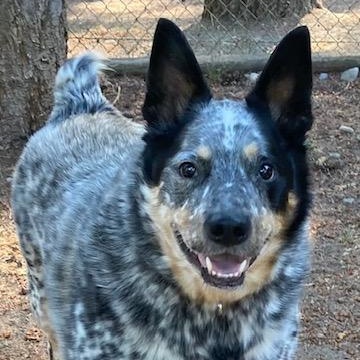 Enlarge Luke, a Adoptable Australian Cattle Dog / Blue Heeler image 5/6