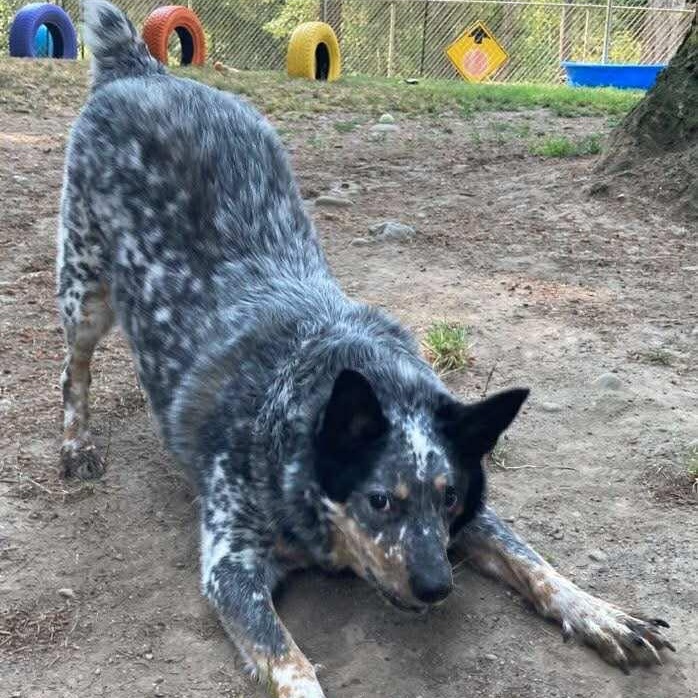 Luke, Adoptable, Adult Male Australian Cattle Dog / Blue Heeler.