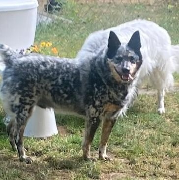 Enlarge Luke, a Adoptable Australian Cattle Dog / Blue Heeler image 6/6