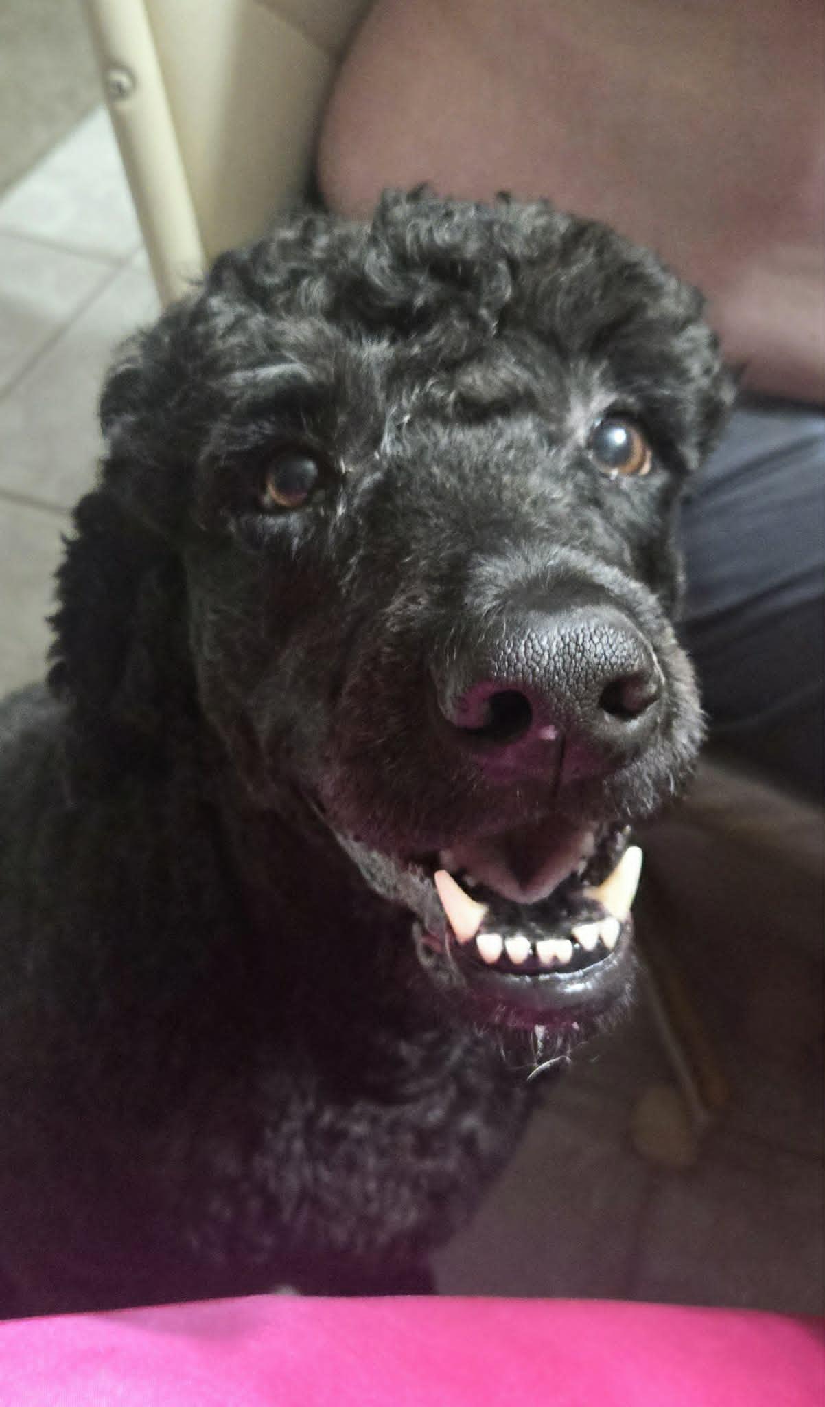 Liam, a ADOPTABLE mixed breed in Navarre, FL image 2/2