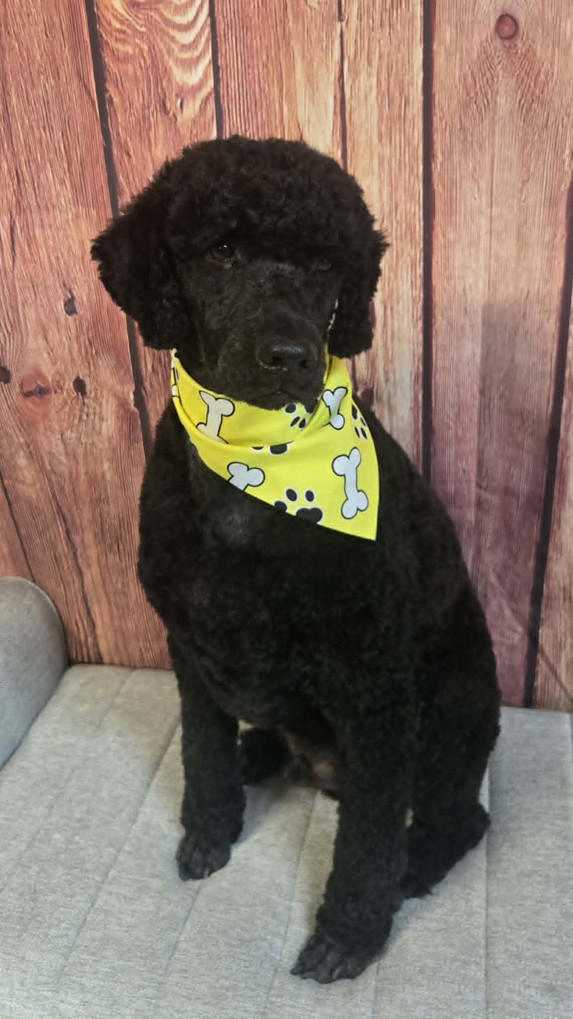 Liam, ADOPTABLE, Adult Male Poodle.